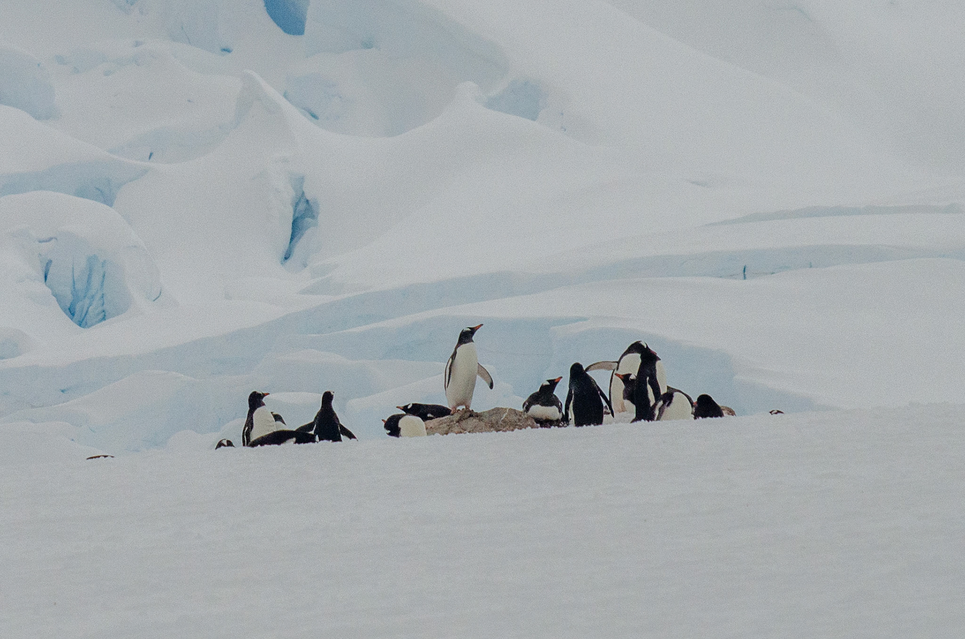 Small Gentoo Colony