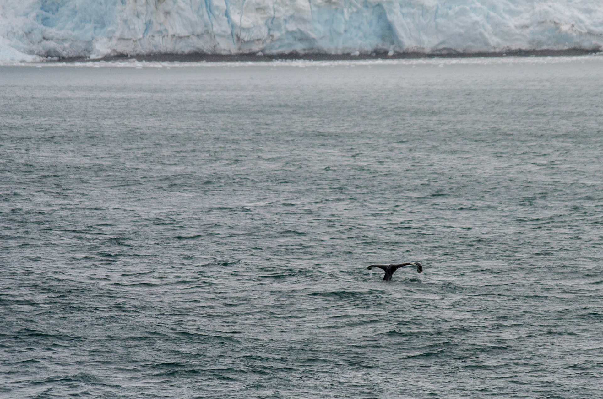 Off the coast of the South Shetland Islands