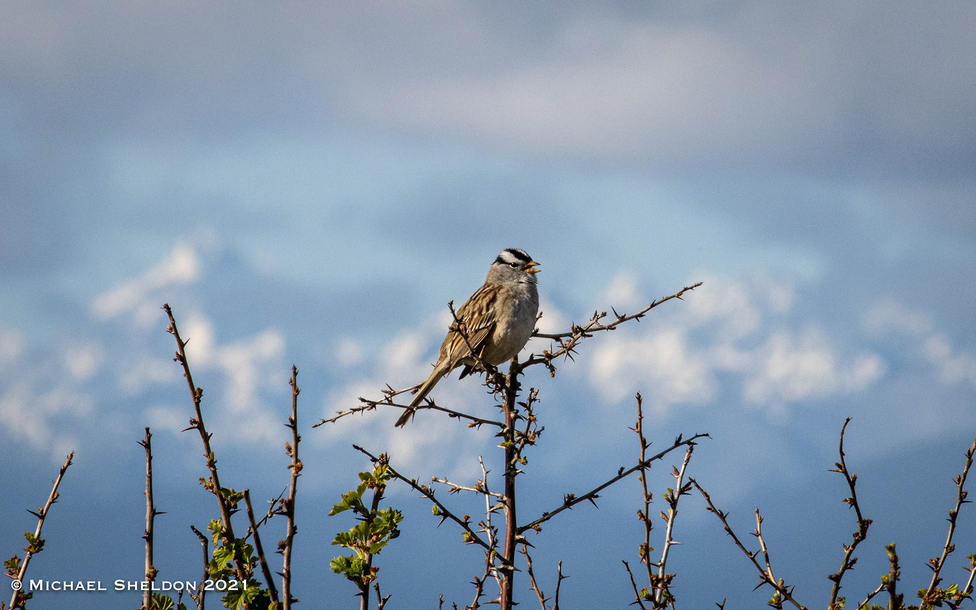 White-crowned Sparrow