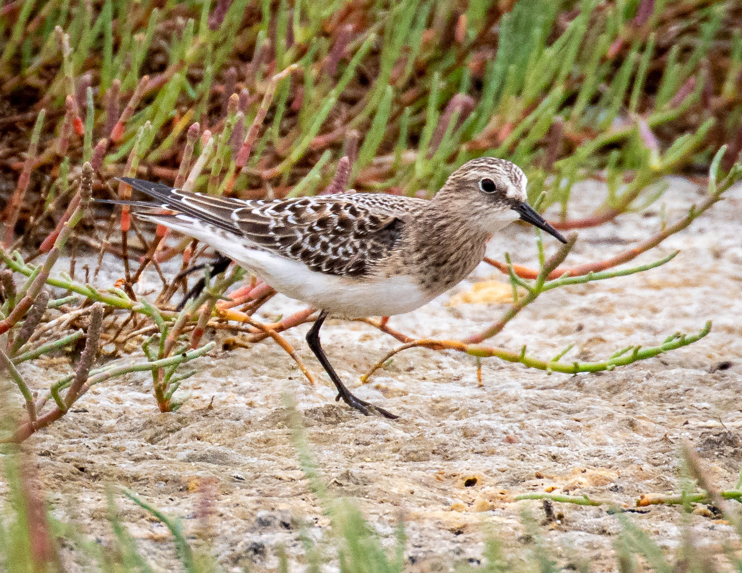 Baird's Sandpiper