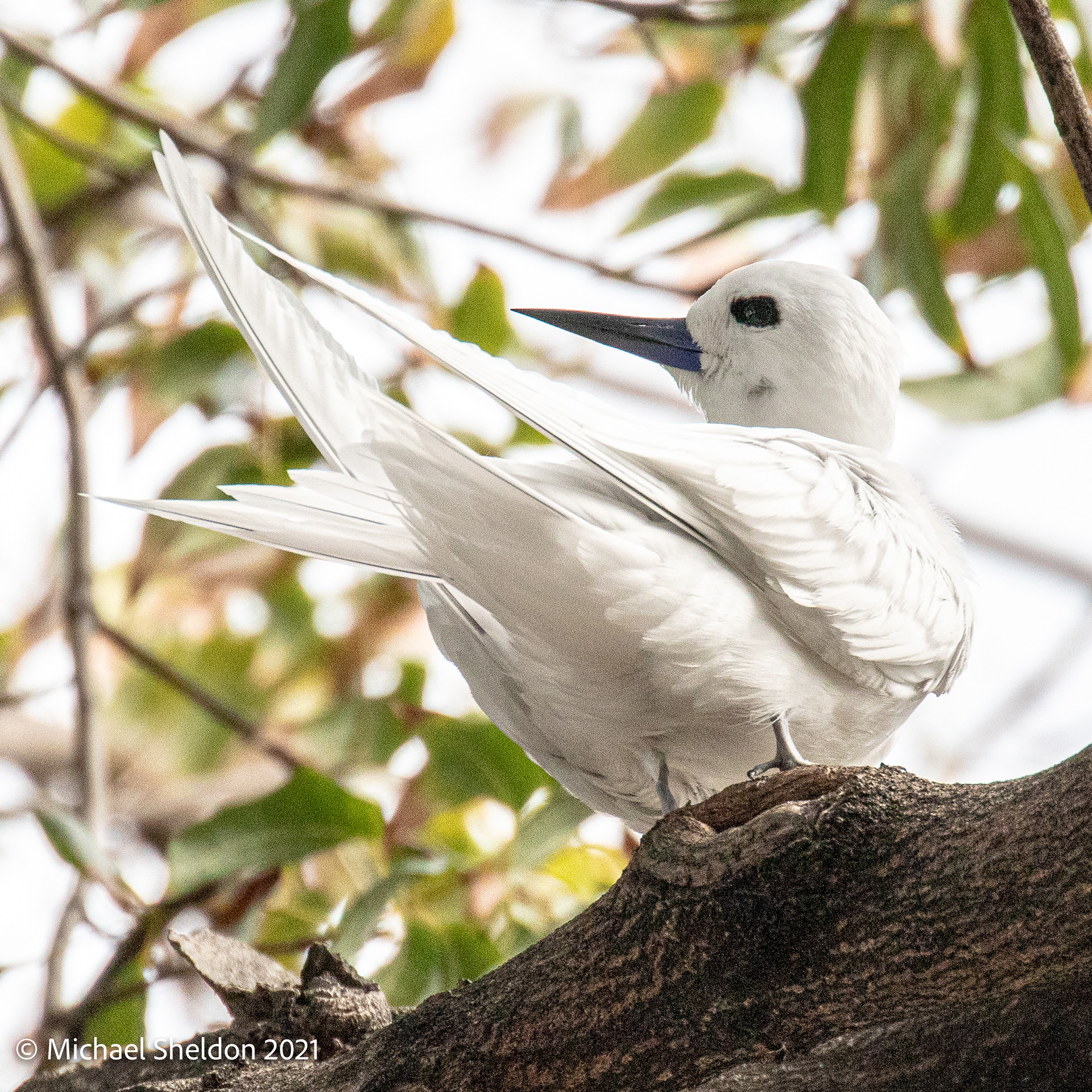 White Tern