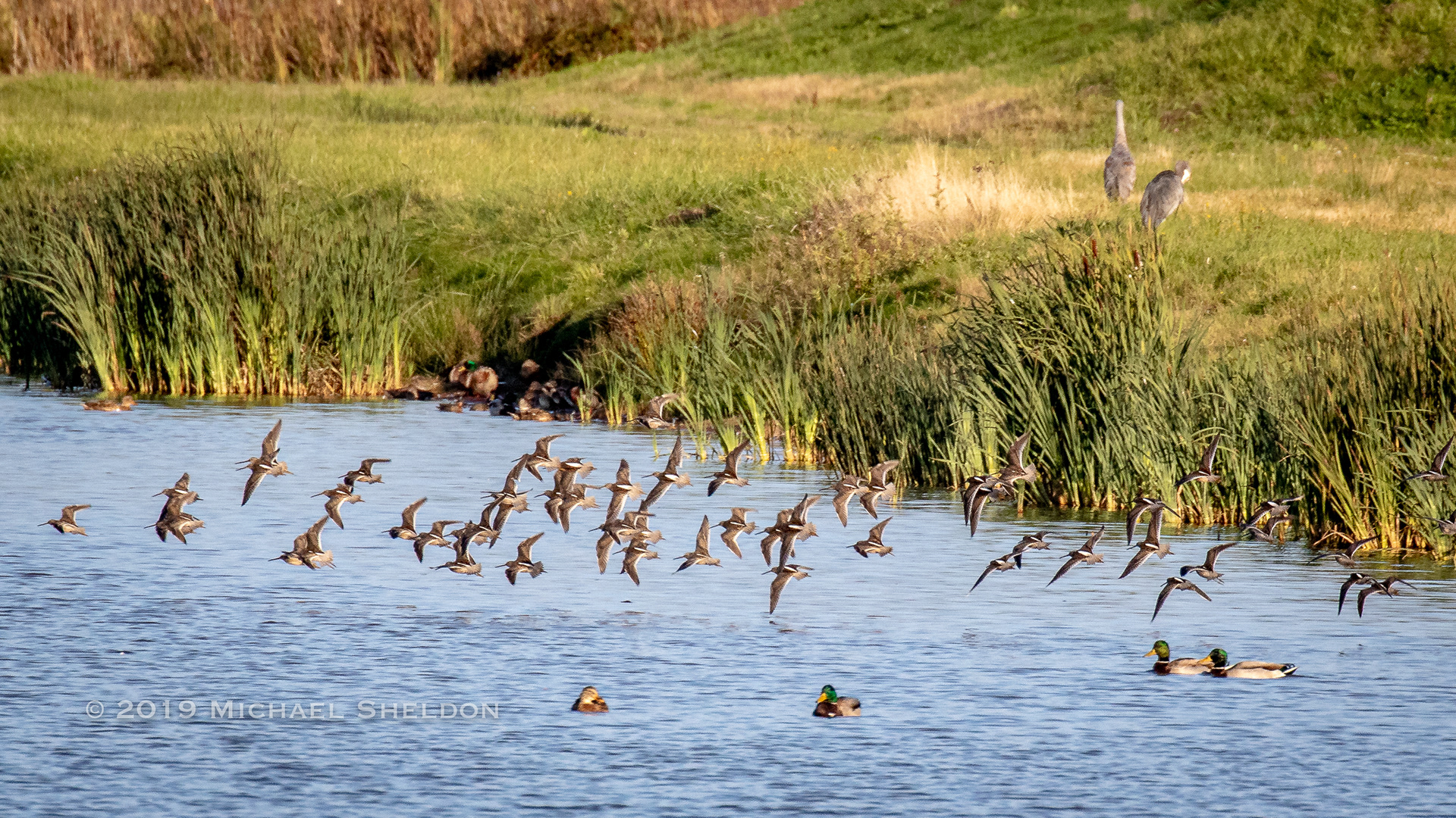 Dowitchers in flight