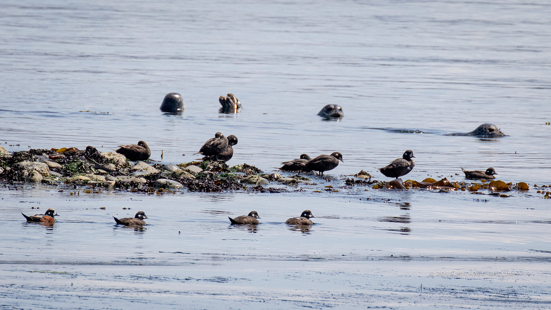 Harlequin Ducks and seals off Kanem Point