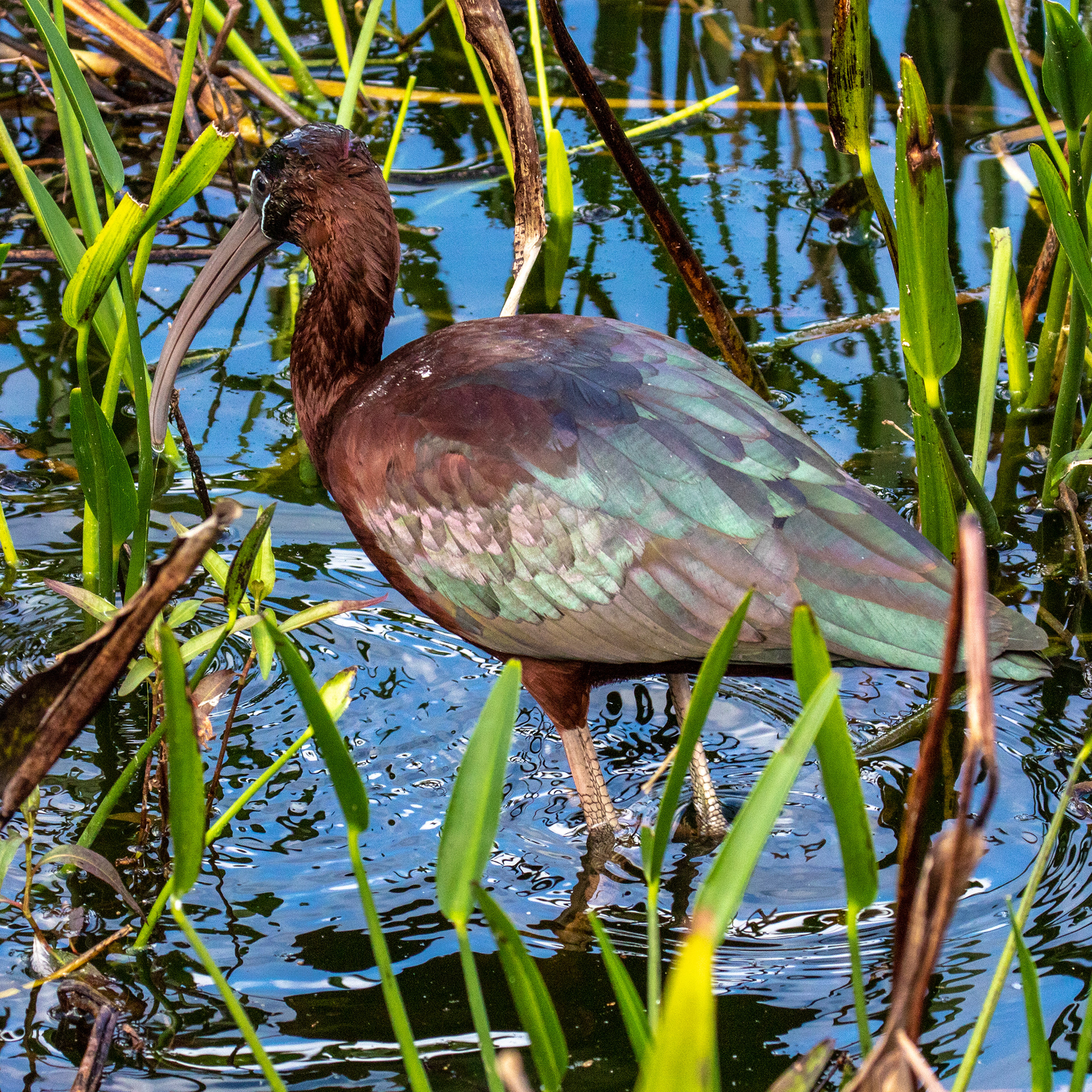 Glossy Ibis