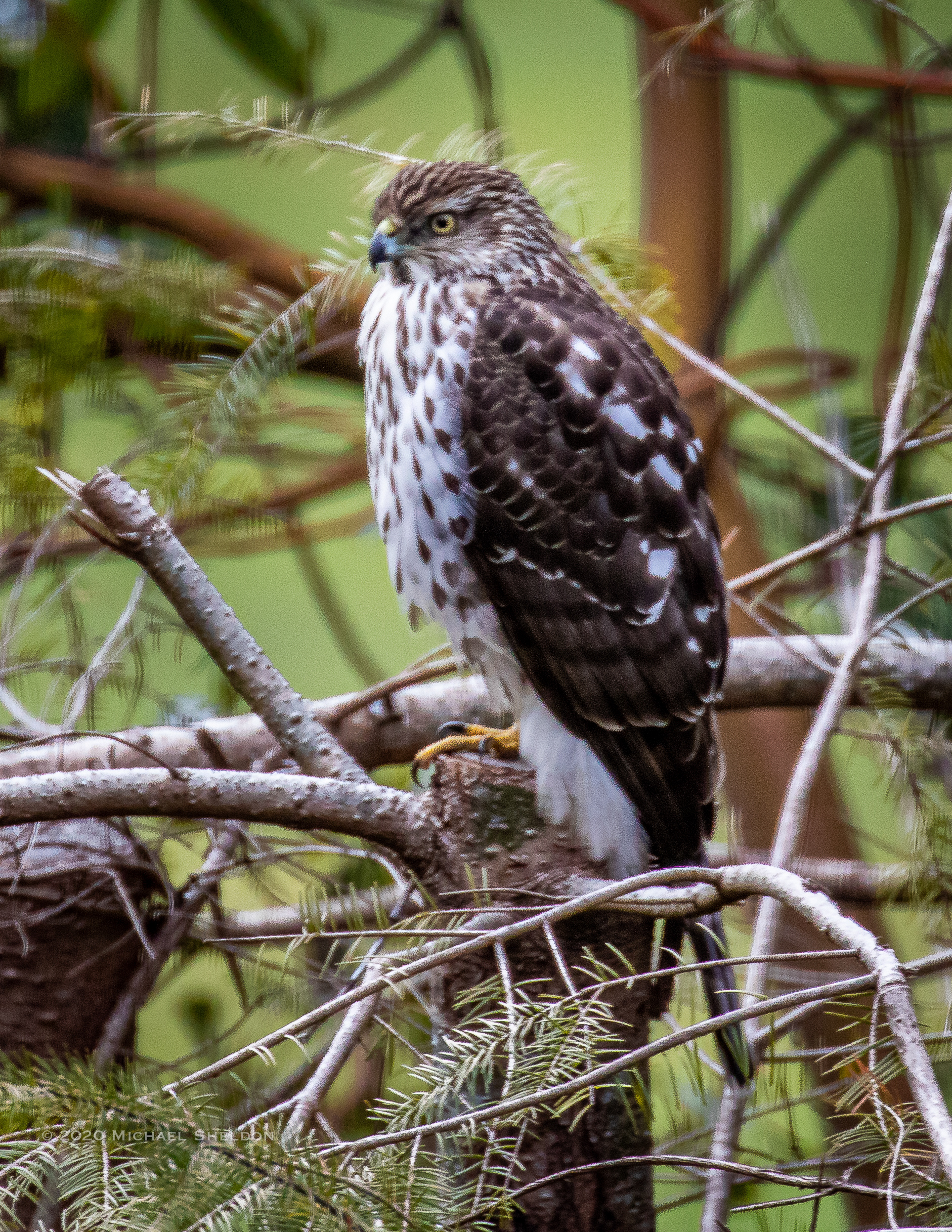 Cooper's Hawk