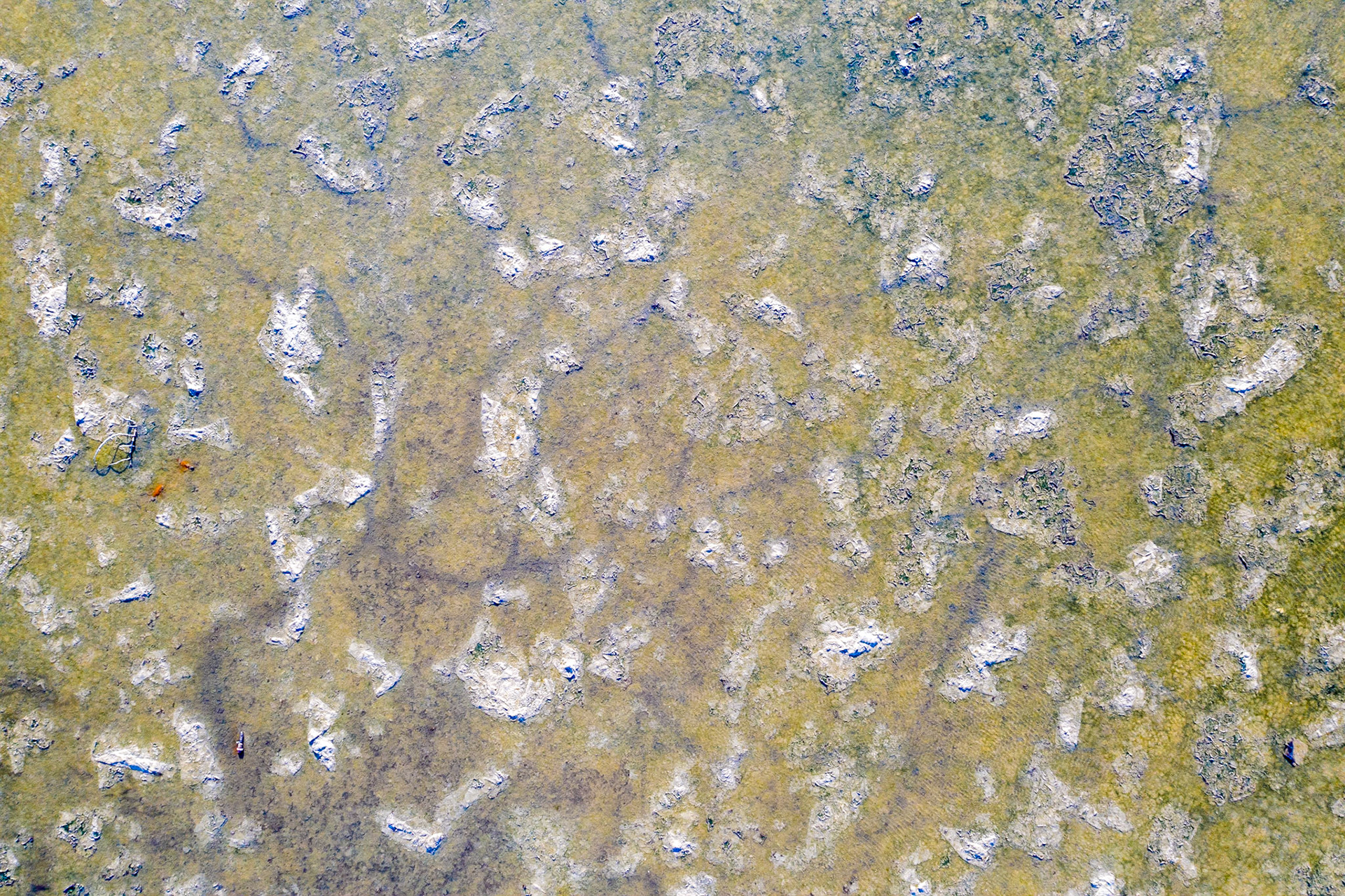 Salt marsh