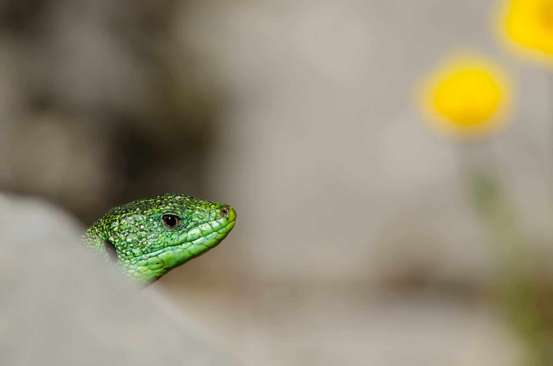 Lacerta bilineata male, head peep out from a rock