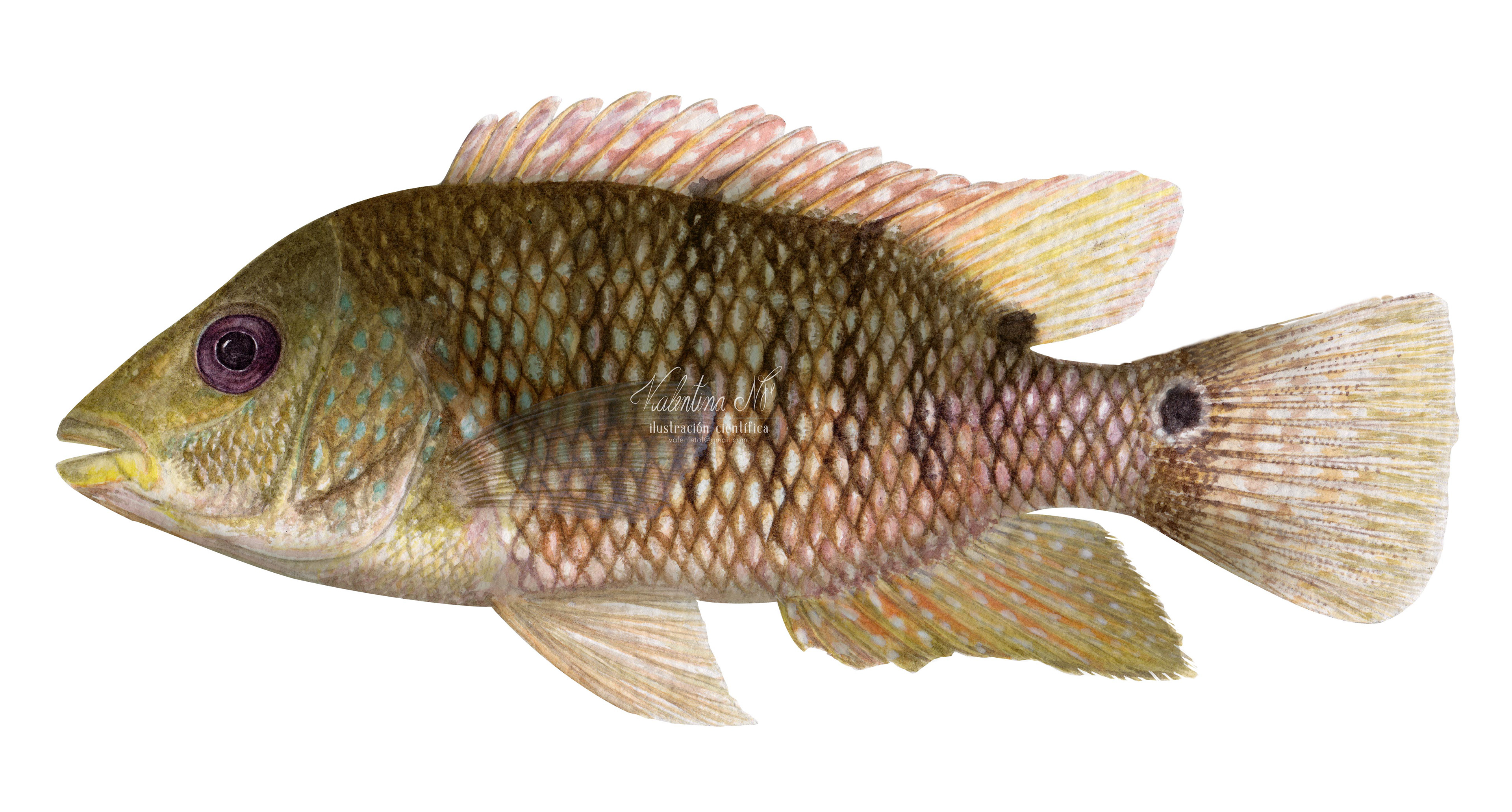 Cichlasoma ornatum