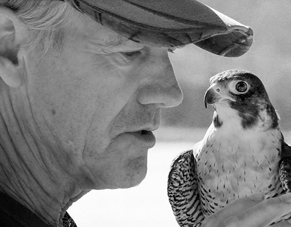 Falconer