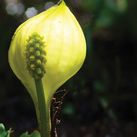 Skunk Cabbage