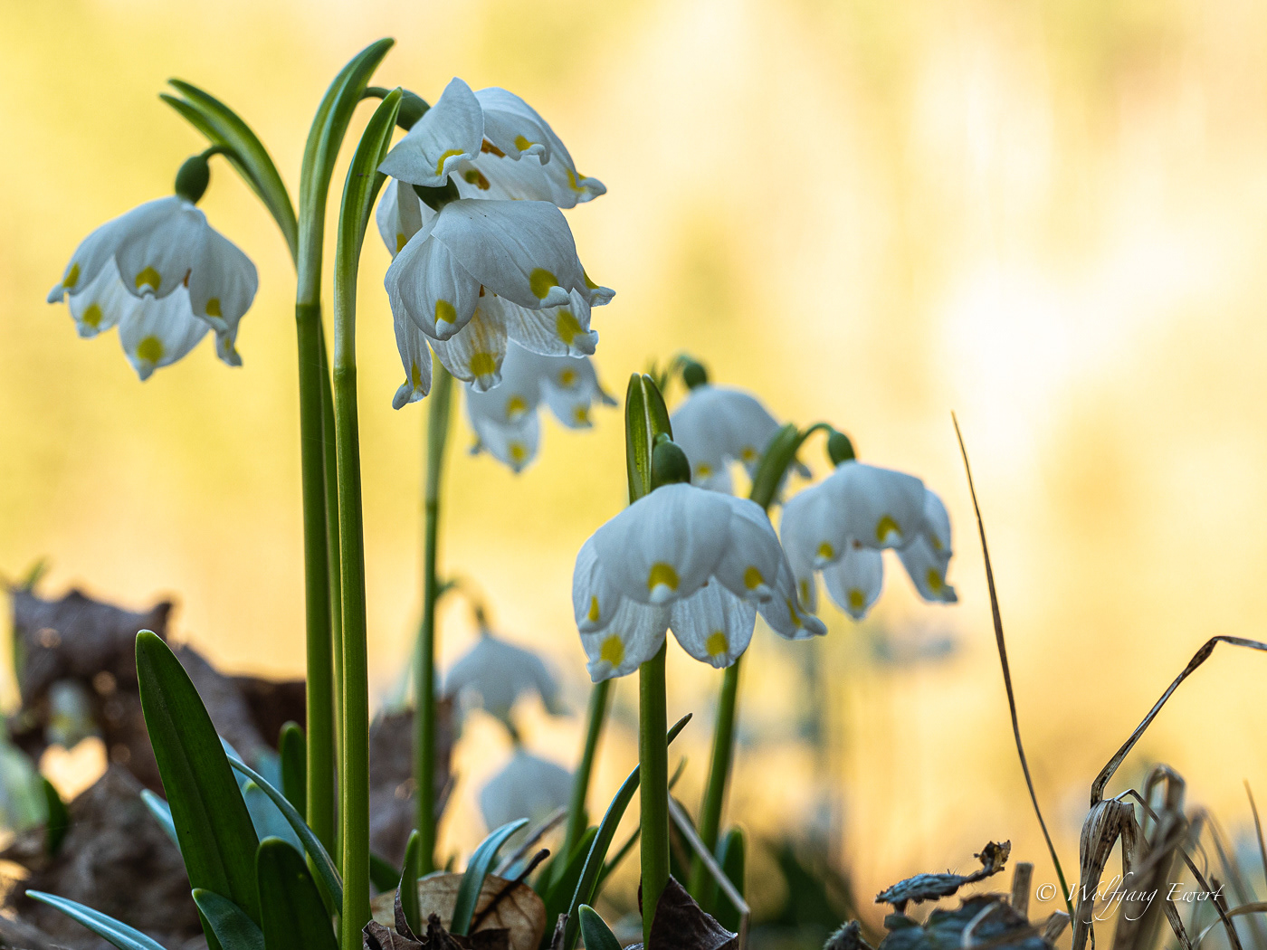 Märzenbecher im Polenztal