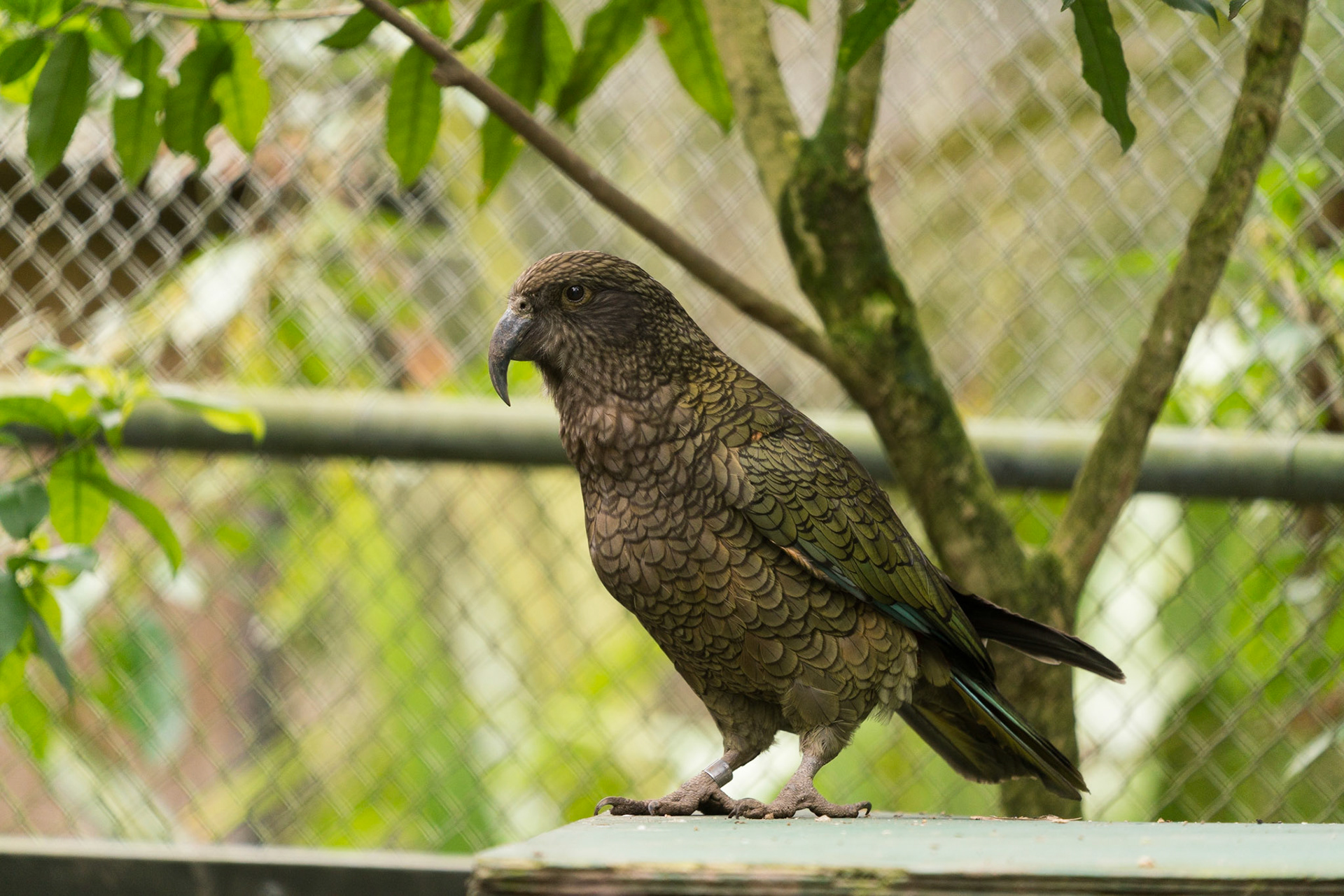 The Kiwi House