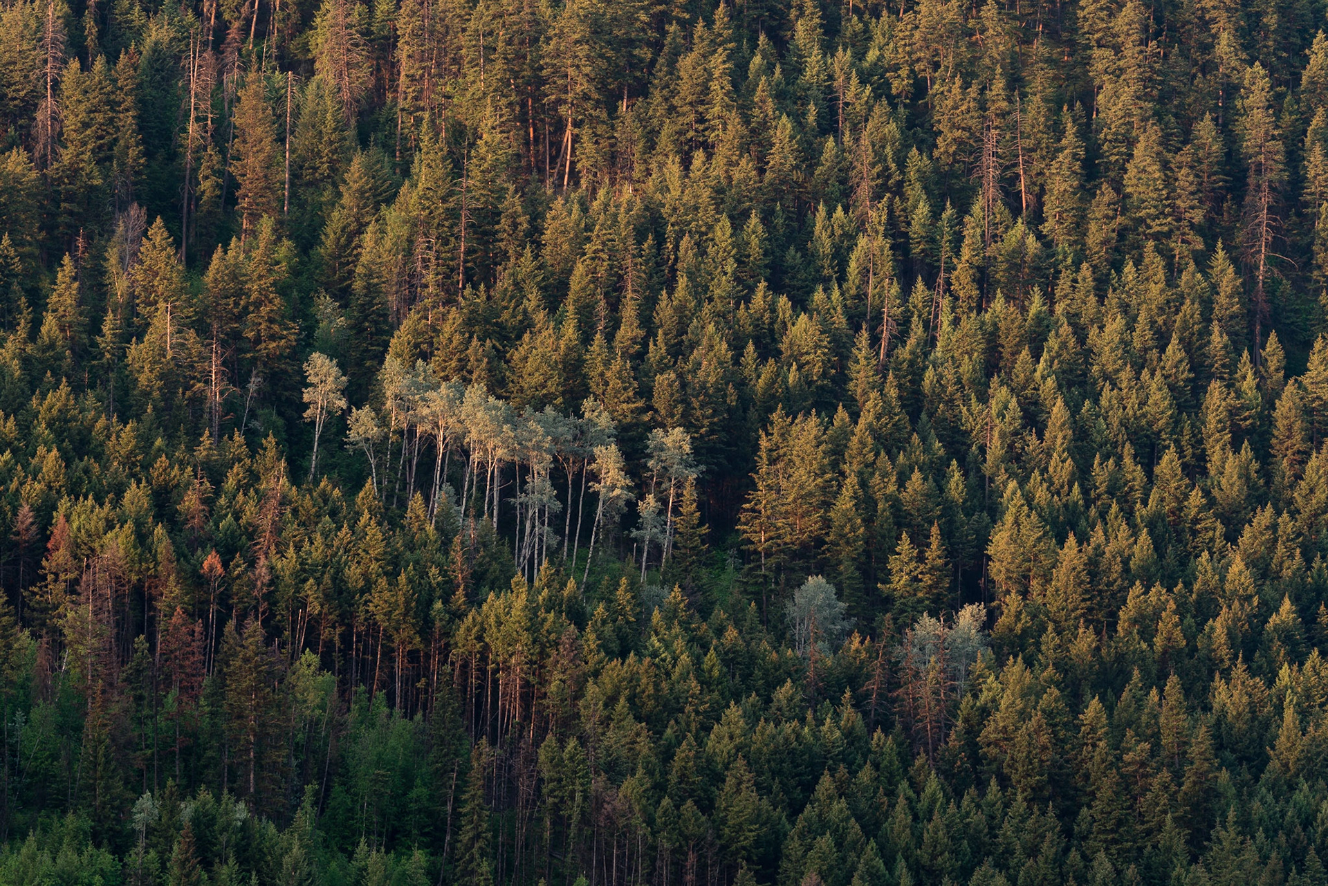Forest, Paul Lake, near Kamloops BC