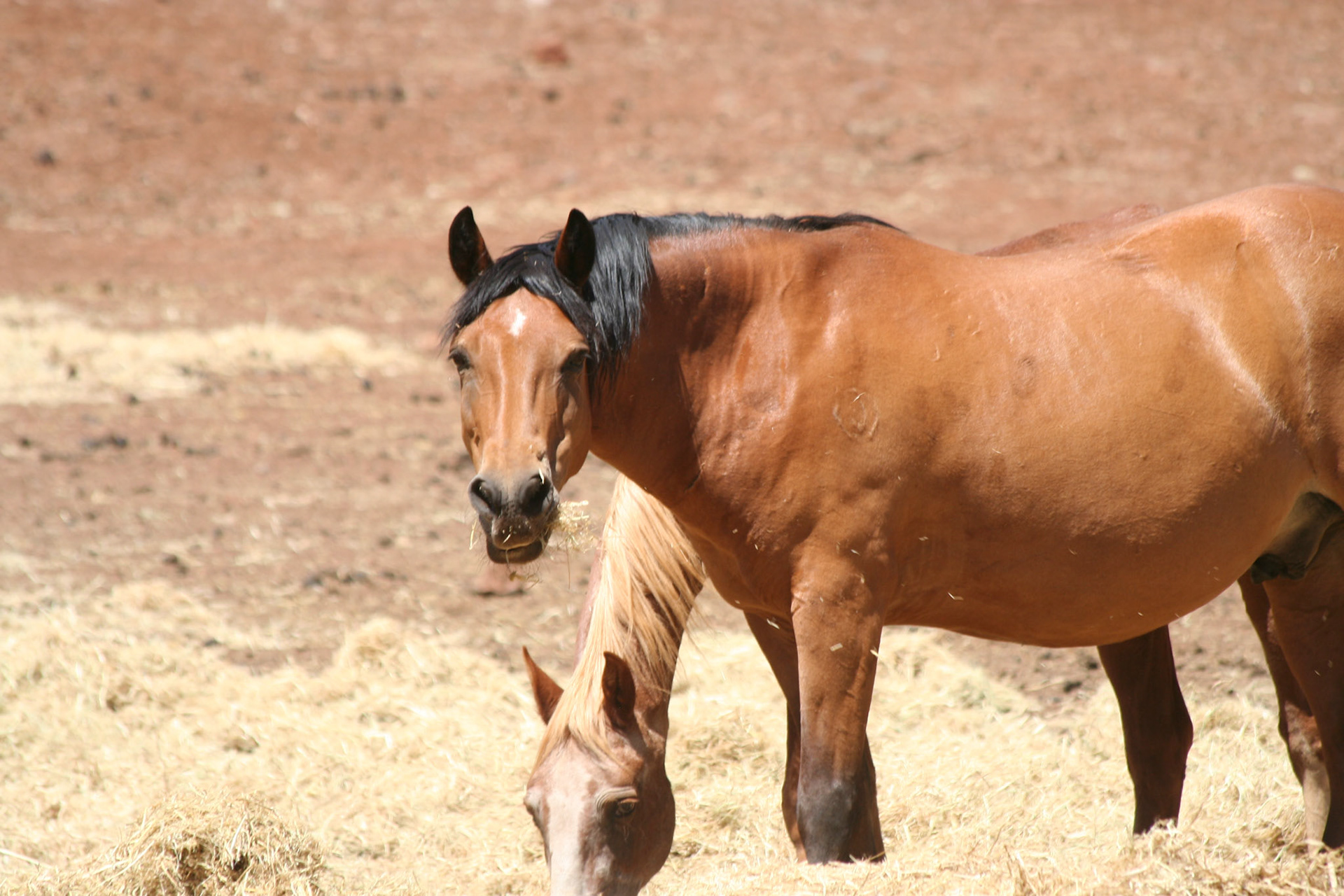 "You lookin' at me?"