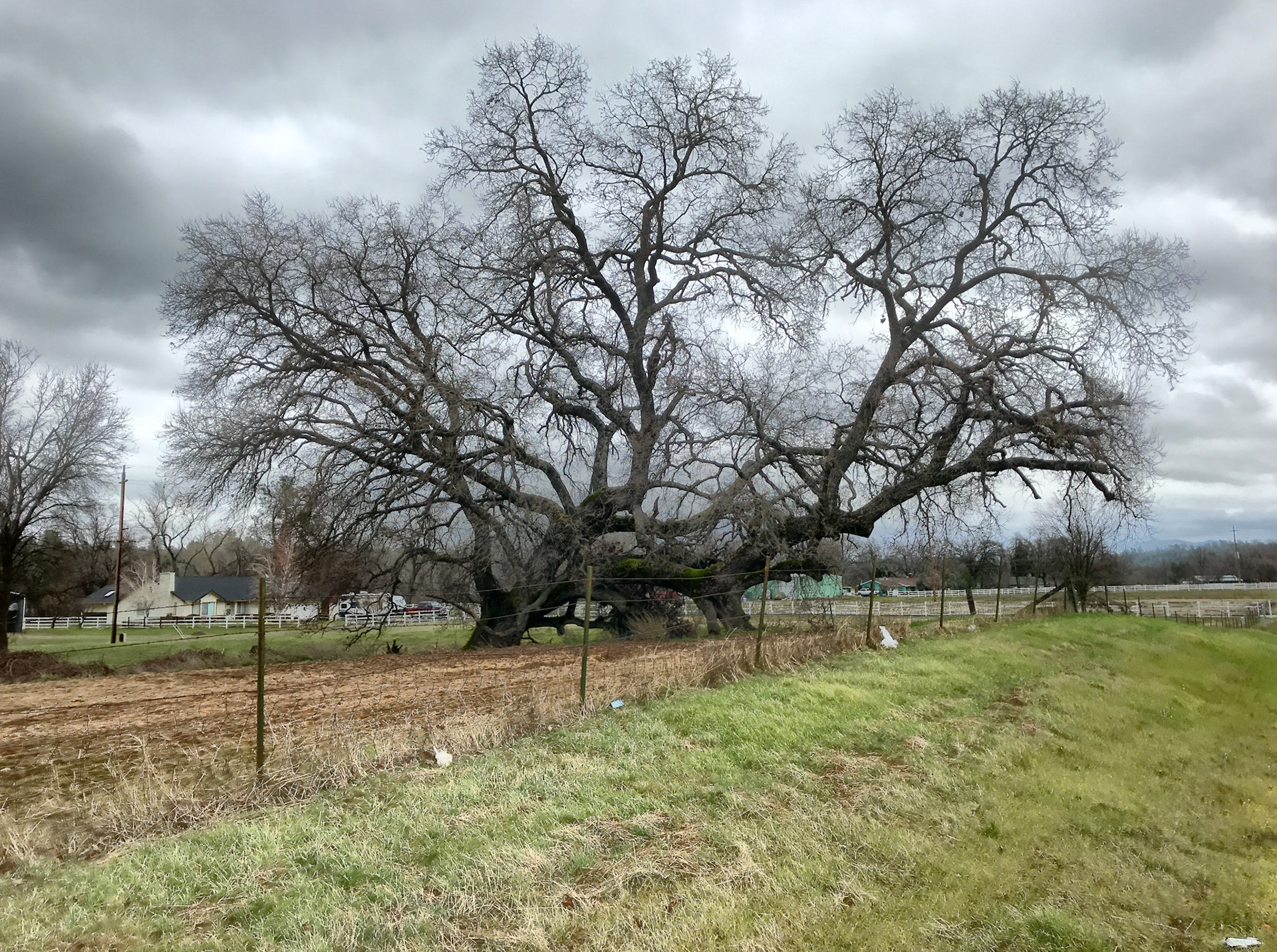 Massive Blue Oak, Palo Cedro