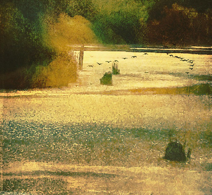 Abstract Bird Flight