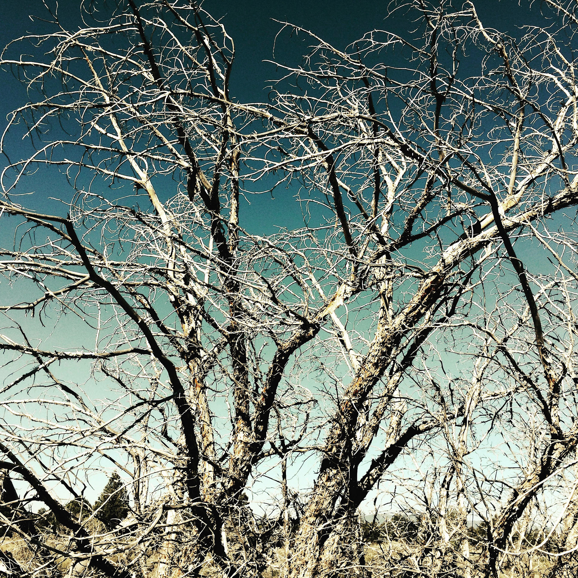 Shasta Valley, Siskiyou County