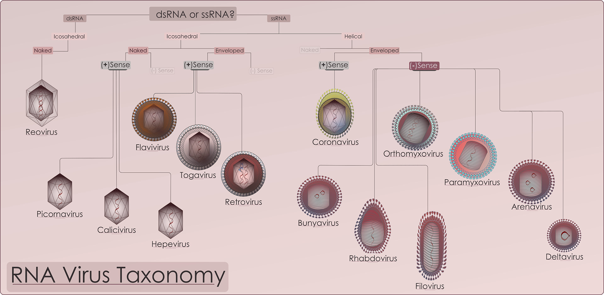 Коронавирус таксономия микробиология. Реовирусы жизненный цикл. Патогенез реовирусов. Коронавирусы схема. Коронавирус виды штаммов