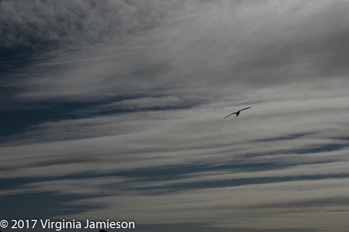 Sea Gull flying through white clouds; UA-92916515-1