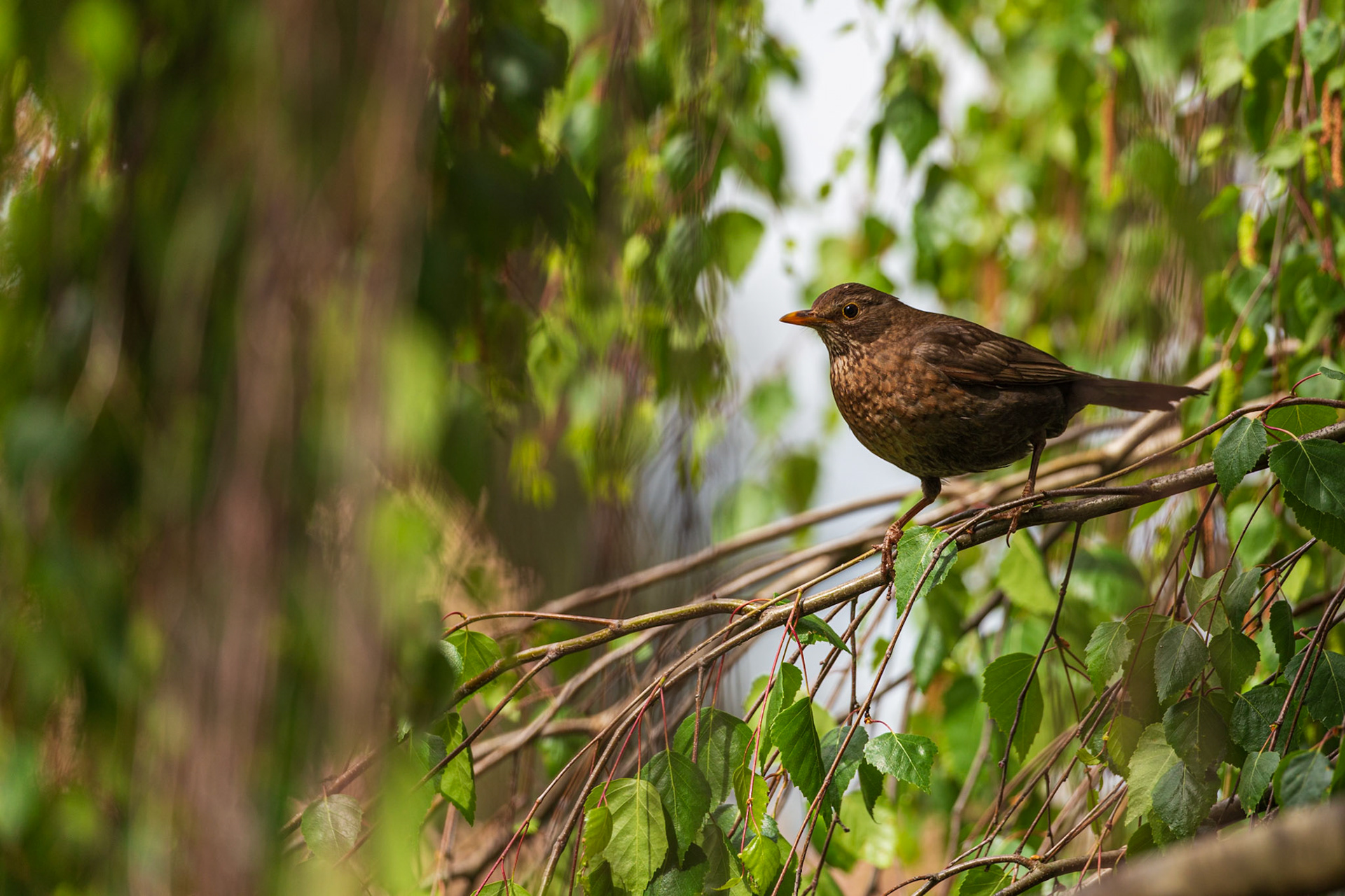 Female Eurasian Blackbird perched on Birch.