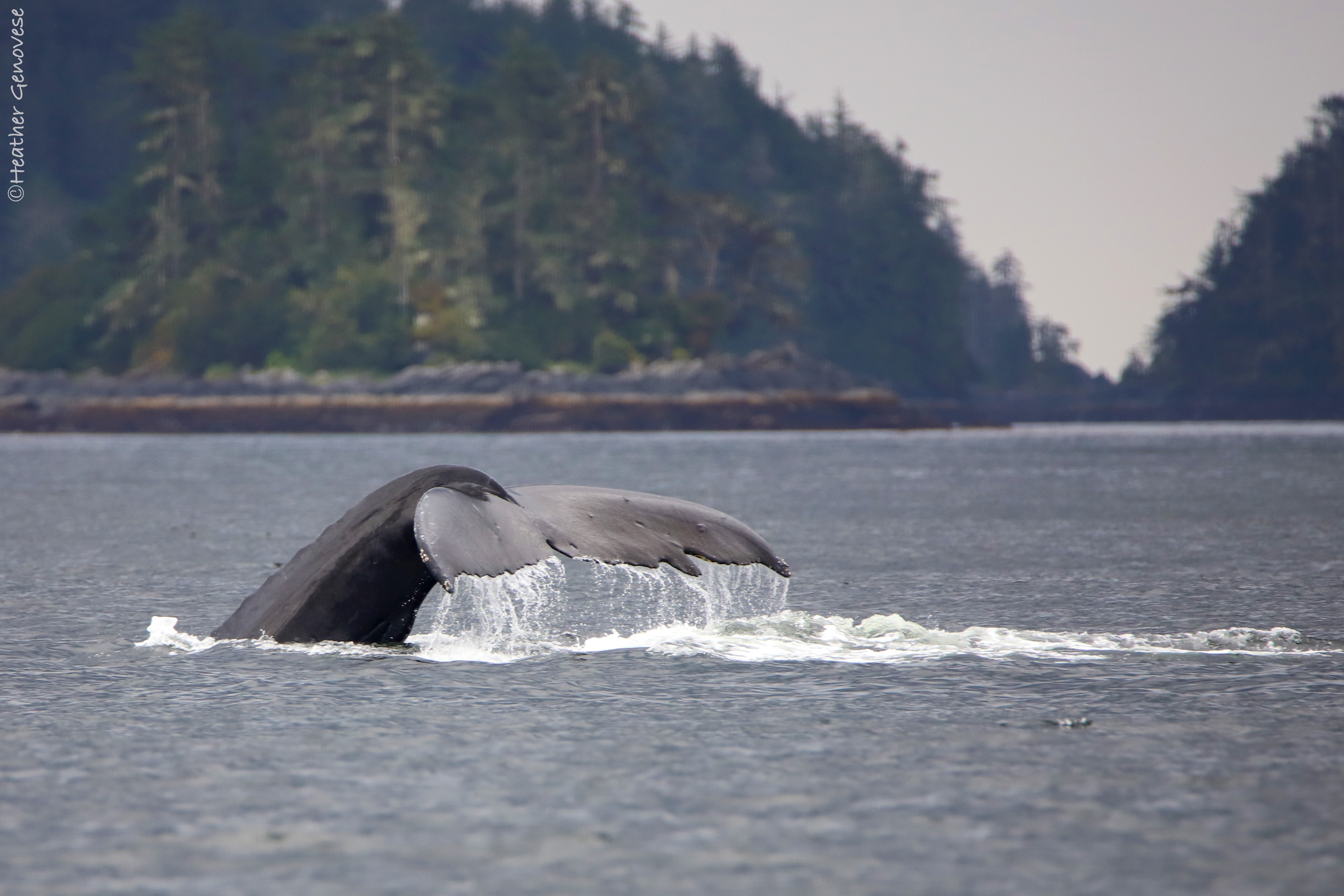 Moments by Heather Nicole - Whale Watching ~ Sitka, Alaska