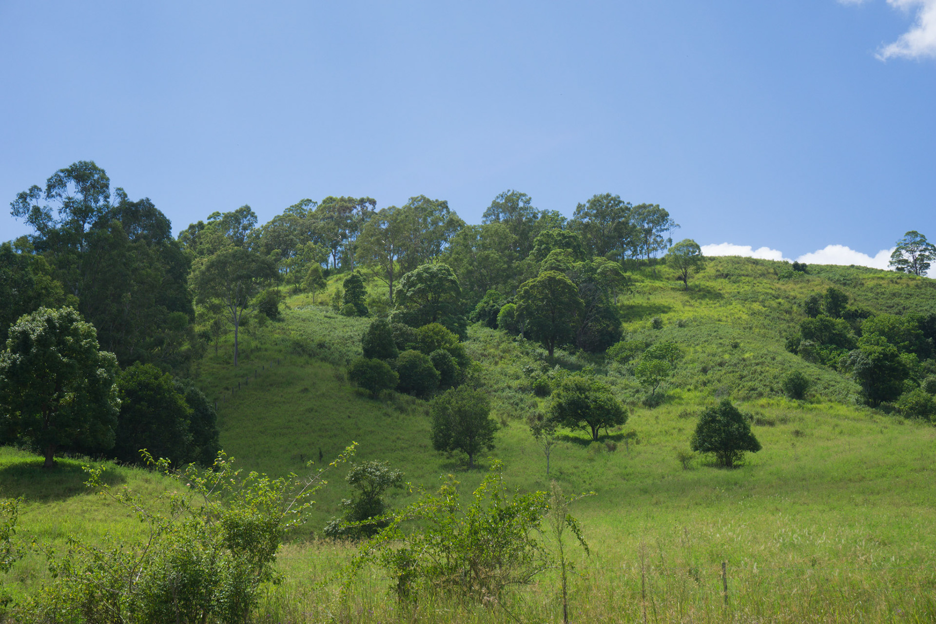 La campagne derière Byron Bay, en chemin vers Nimbin!