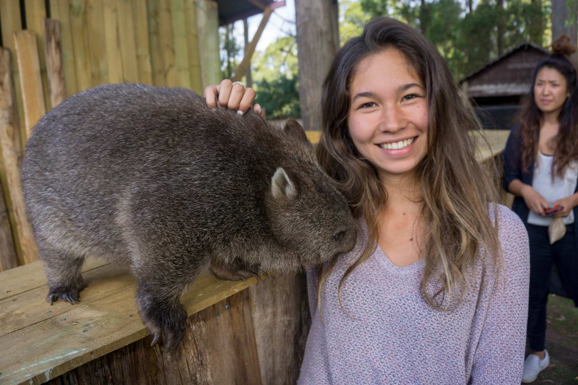 Wombat au refuge de Trowuna