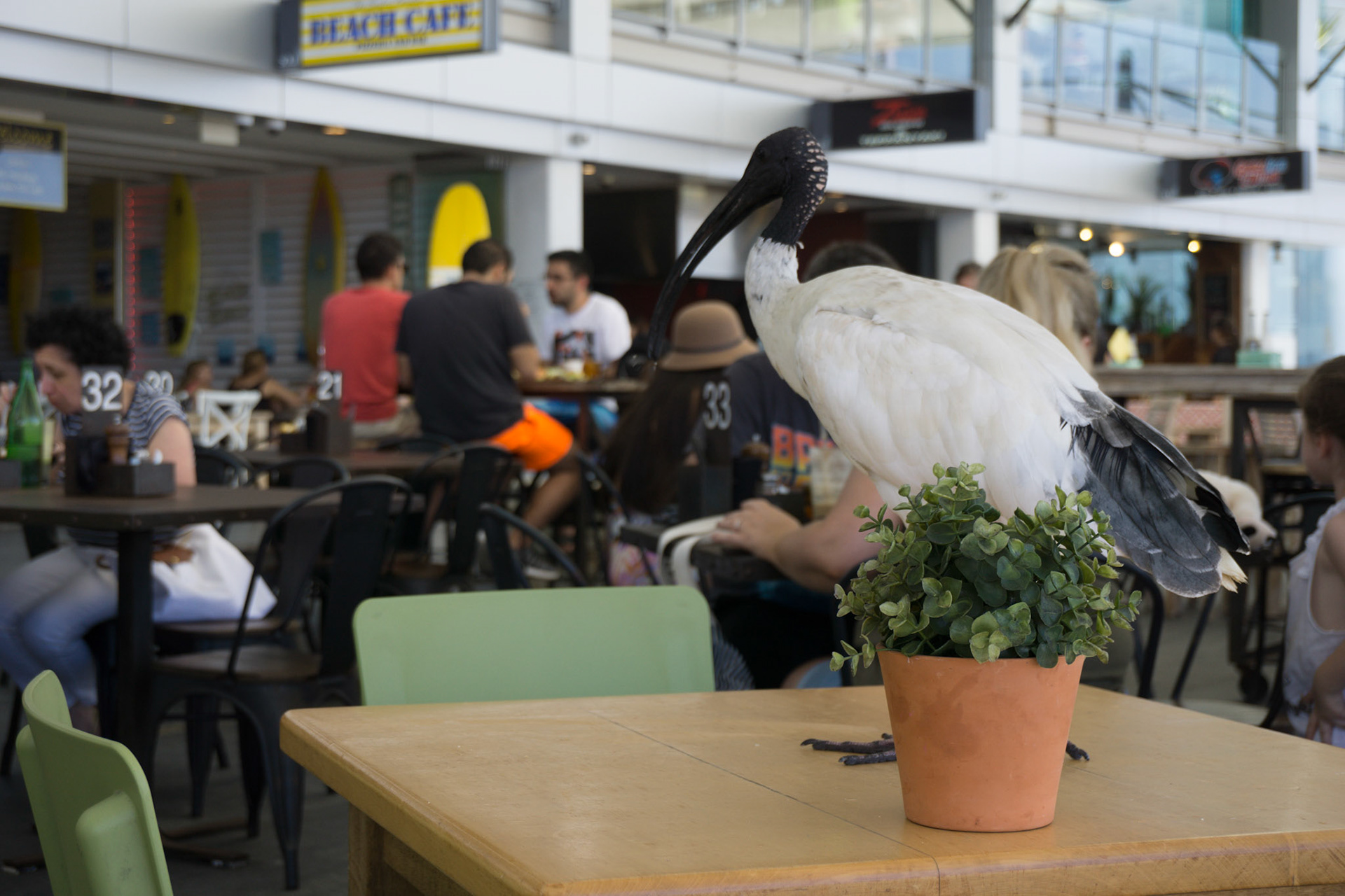 Un Ibis a Surfer's Paradise.