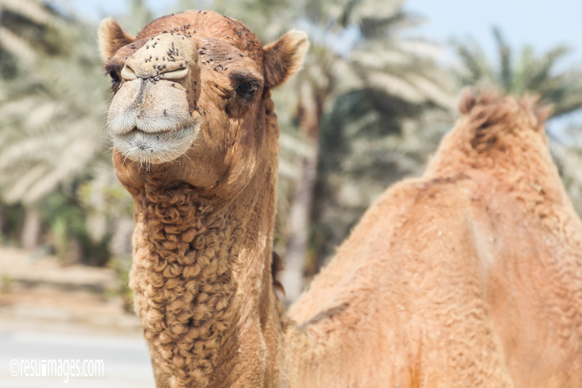 Dubai, ARE