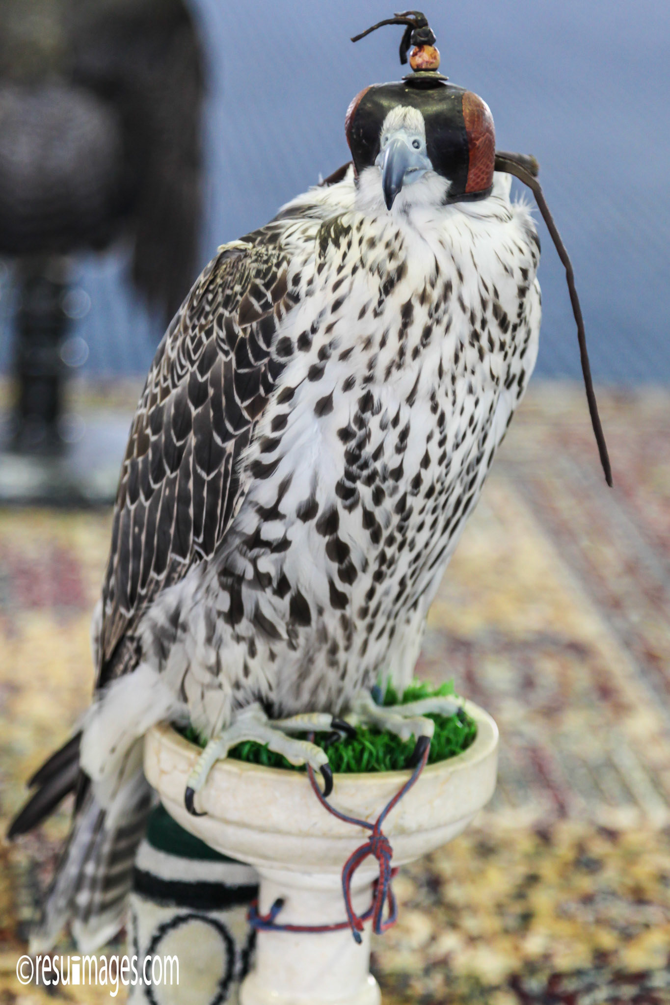 Abu Dhabi, ARE