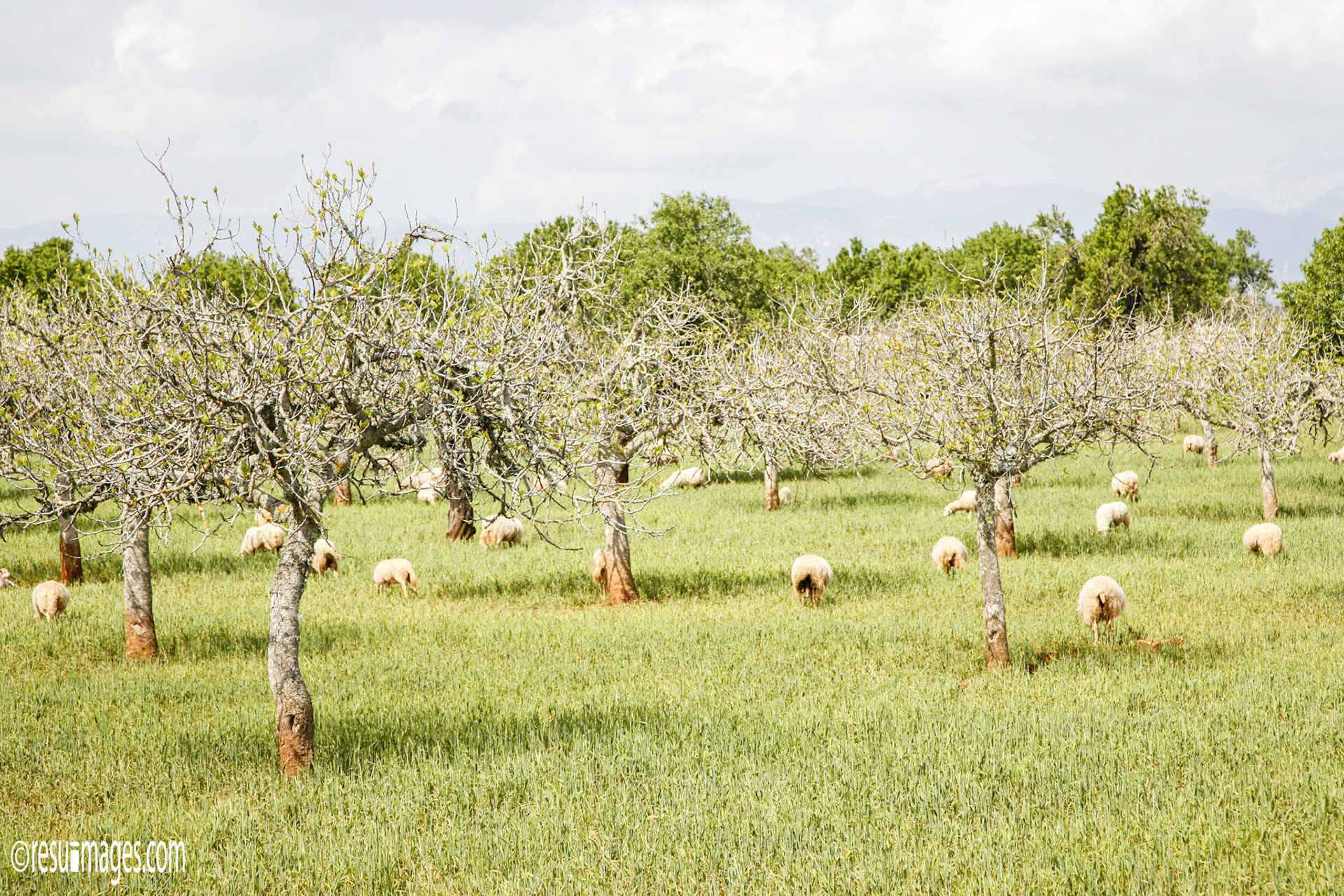 Puig Molto, Mallorca, ESP
