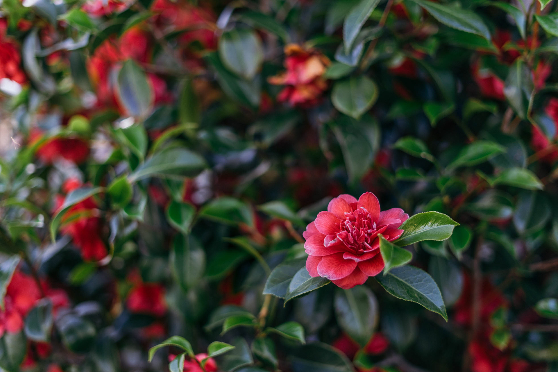 Matthew Peart Photography Spring Flowers in Tasmania
