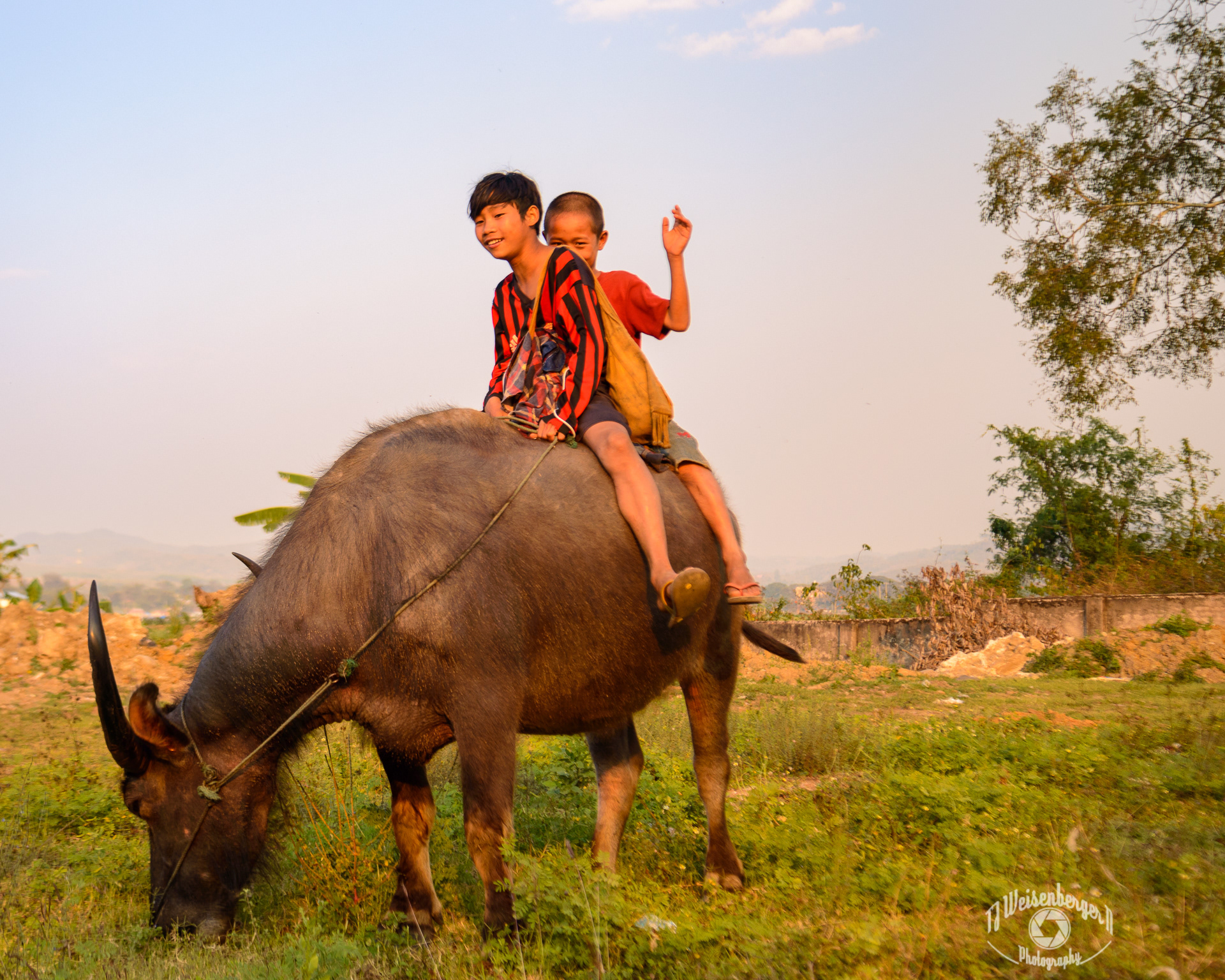 Quiting Time, Children Riding Water Buffalo Home After Grazing - Burma Myanmar; Animal; Asia; Boy; Boys; Buffalo; Burma; Burmese; Environment; Evening; Farmer; Grazing; Landscape; Livestock; People; Photography; Planet Earth; Quiting Time; Riding; Southeast Asia; Spring; Travel; Travel Destinations; Water Buffalo; kids; myanmar; outdoors; TJ; Weisenberger