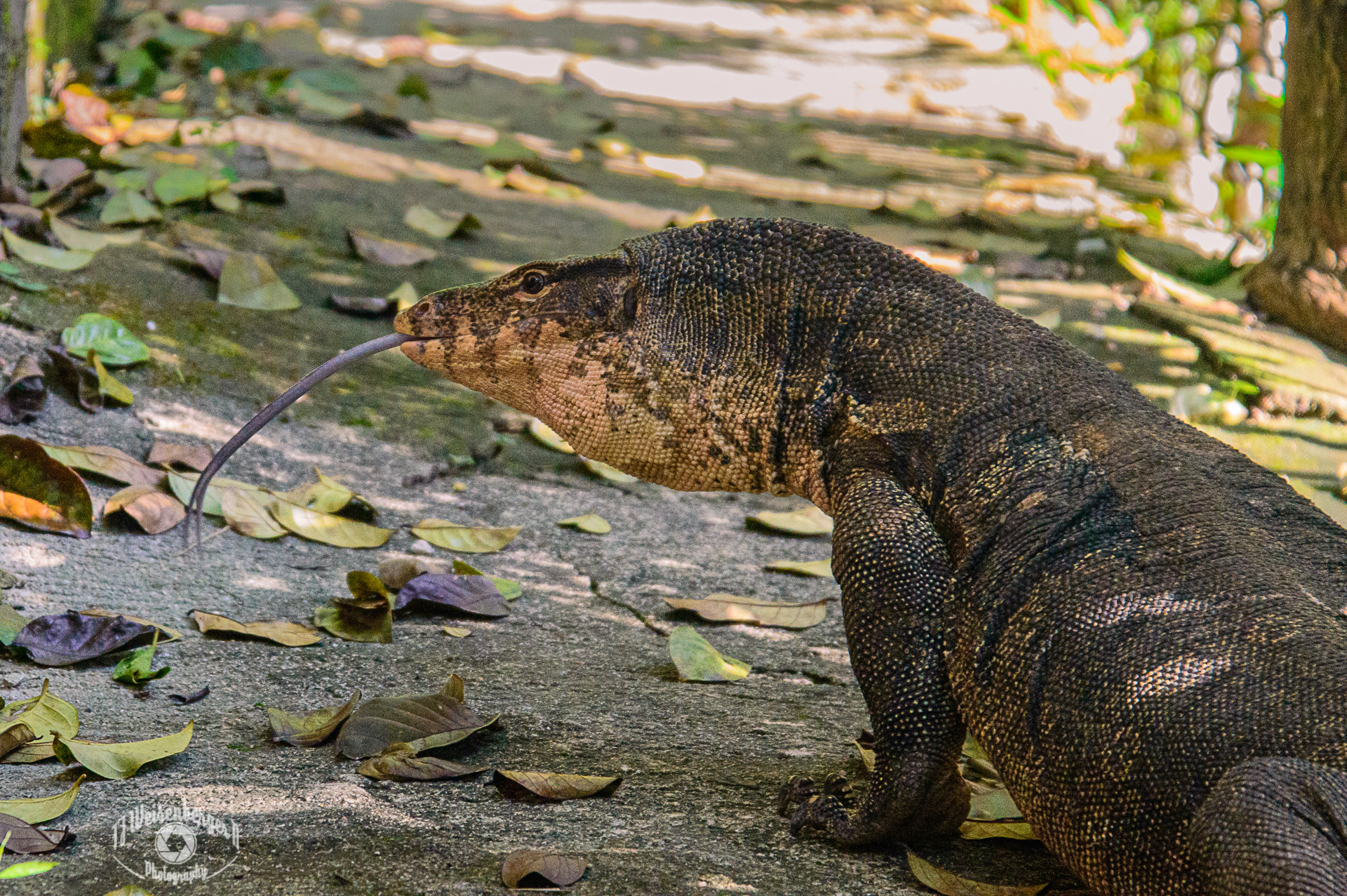 Asian Water Monitor Wandering Through Tonsai - Krabi, Thailand; TJ; Weisenberger; Asian Water Monitor; Big; Dragon; Jungle; Krabi; Lizard; Monitor; No People; Photography; Railey; Summer; Tongue; Tonsai; Tourism; Travel; Travel Destinations; Water Monitor; animal; fauna; large; nature; outdoors; thailand; wild; wildlife; wildlife photography;