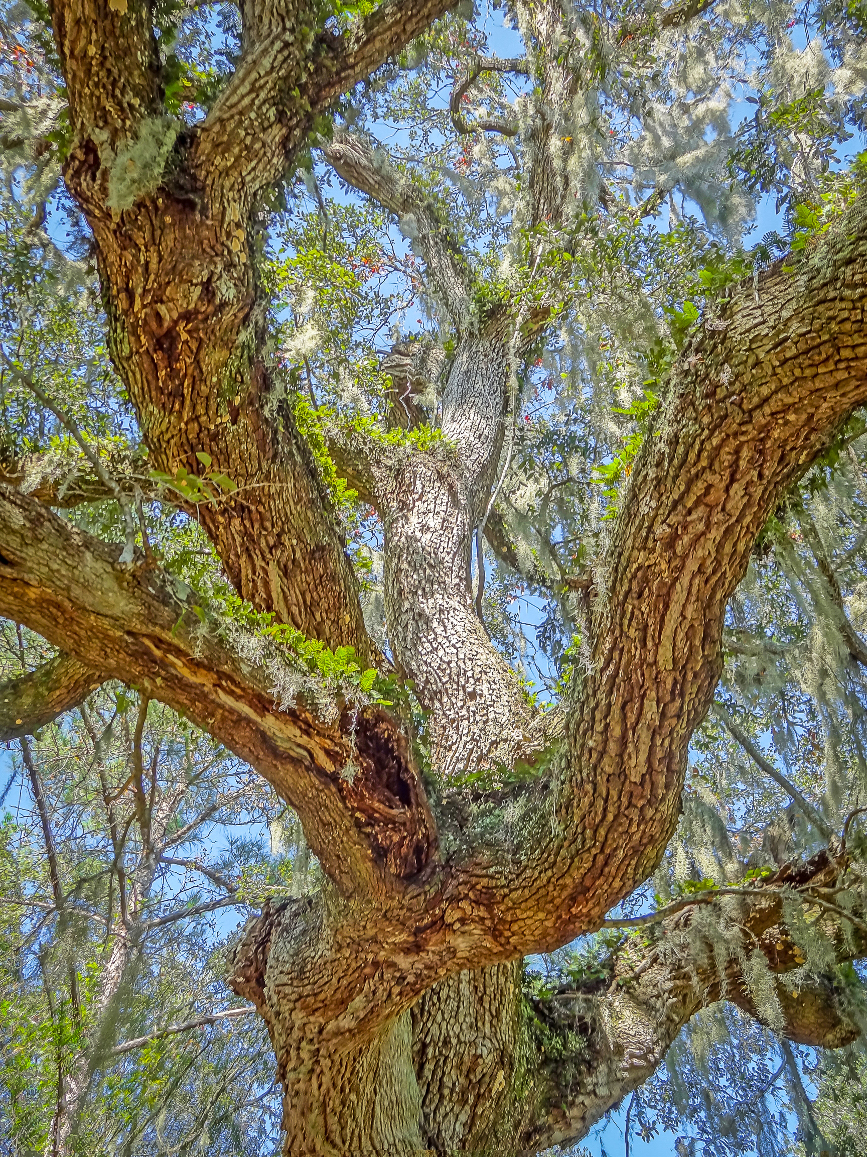 S Carolina tree