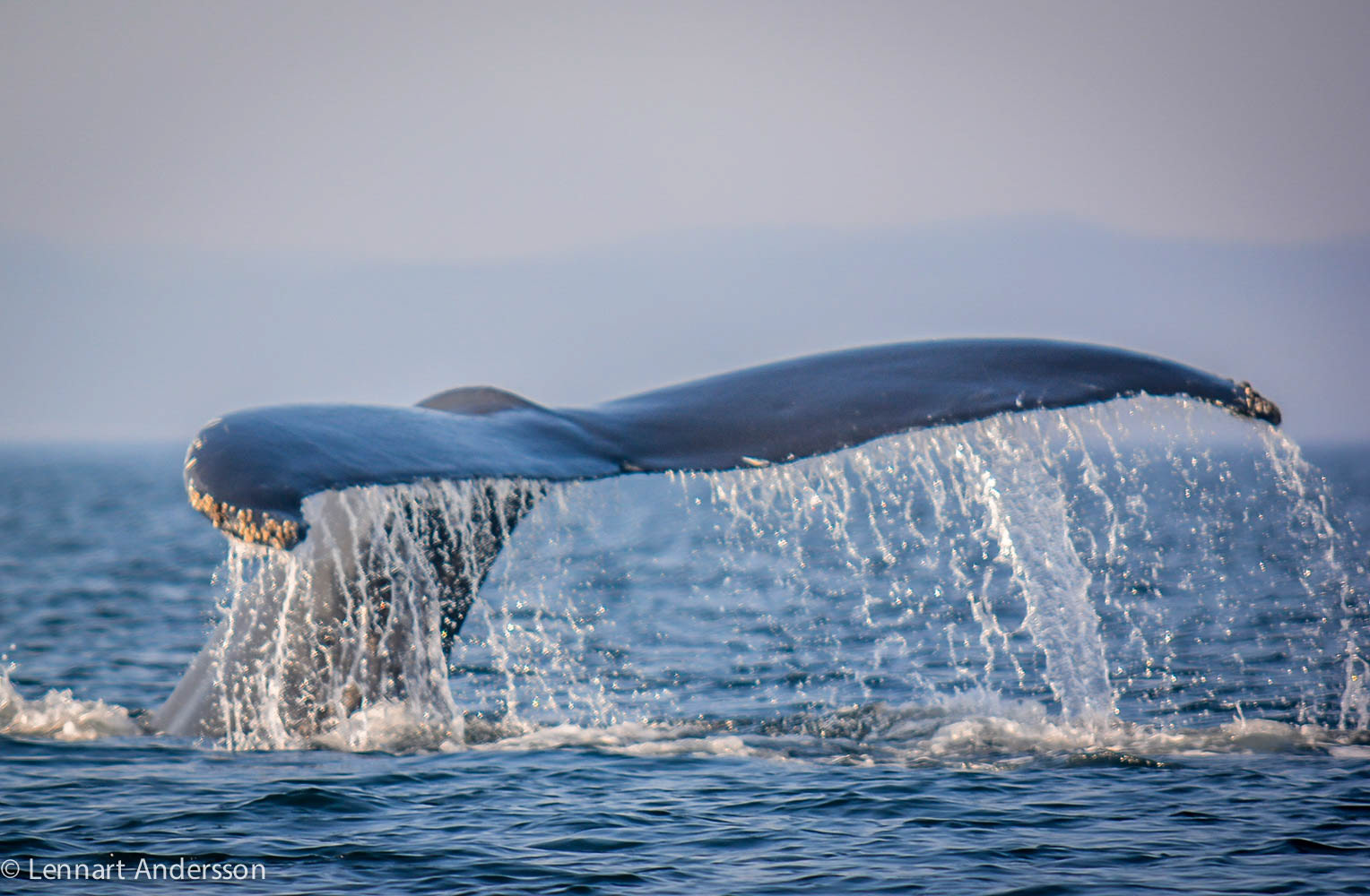 Quebec, Tadoussac whale