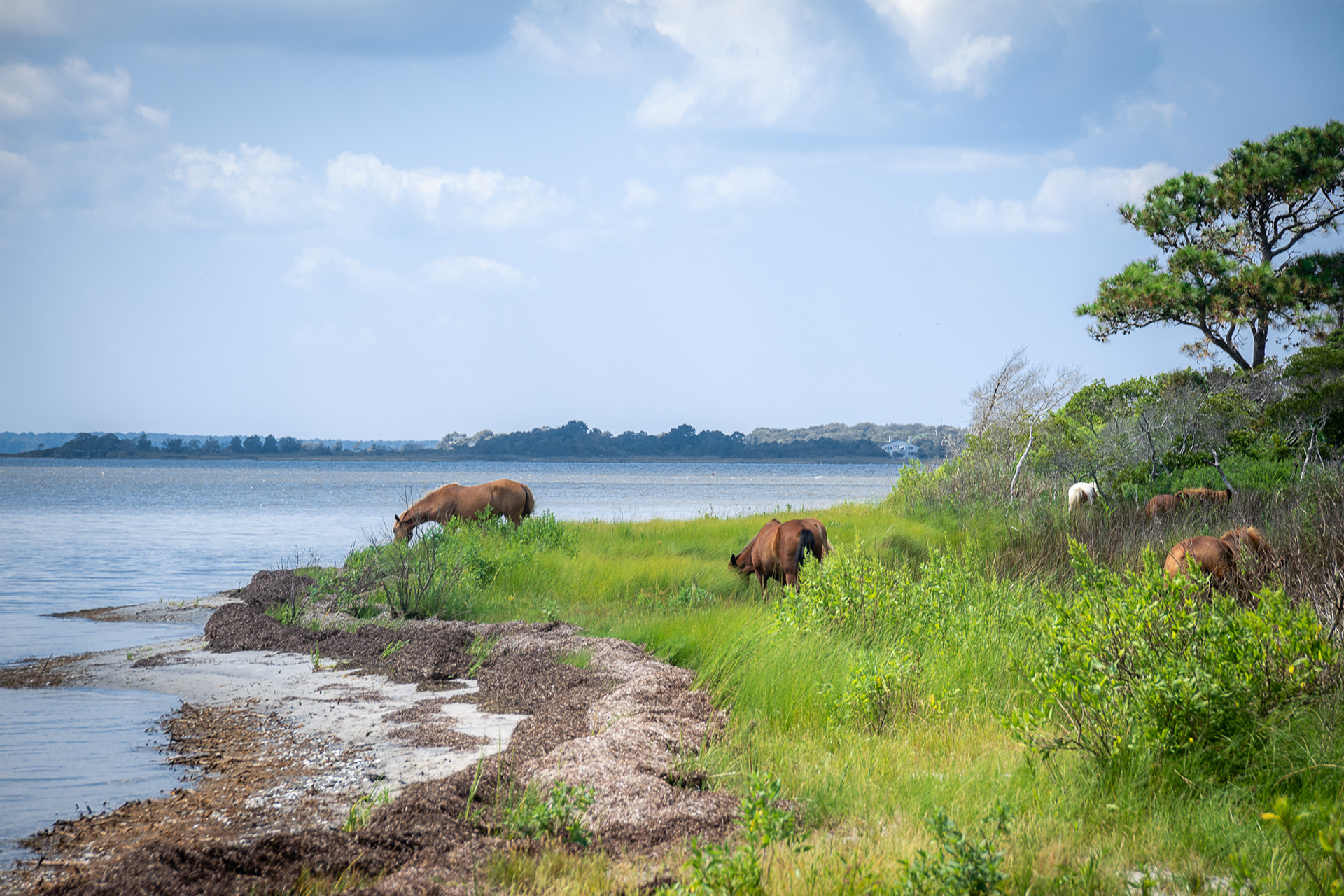 Maryland, Assateague horses