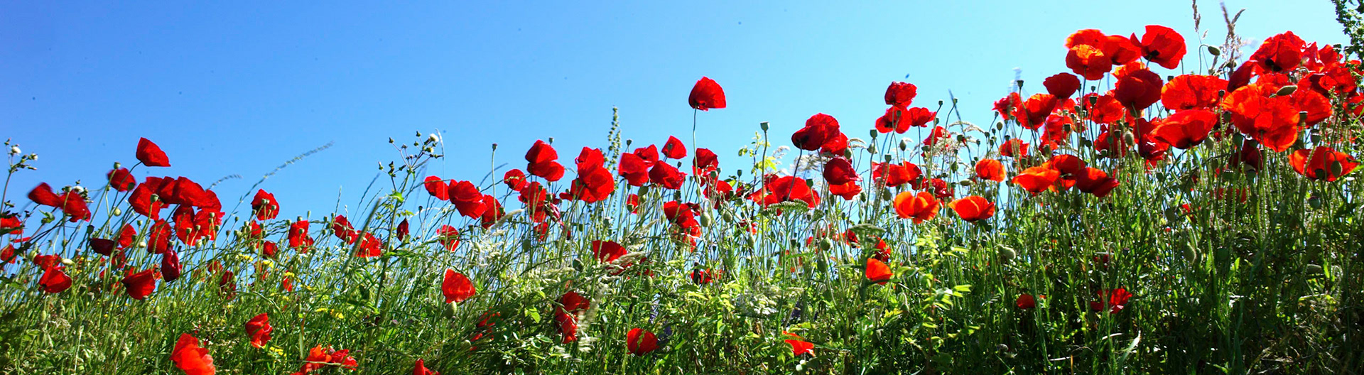 Mohnblüte