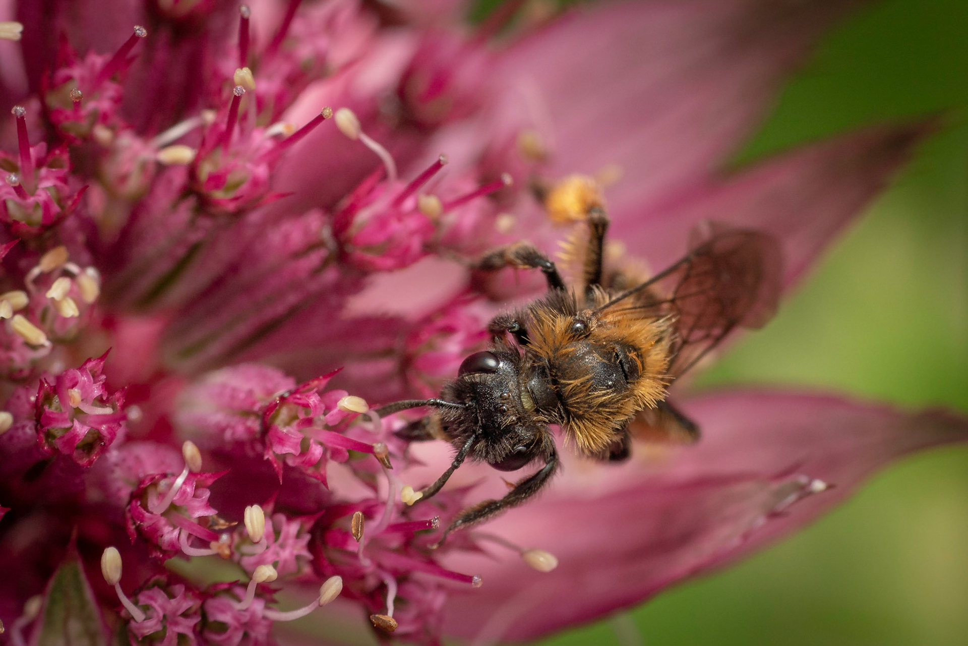Bee on Sempervivum 2