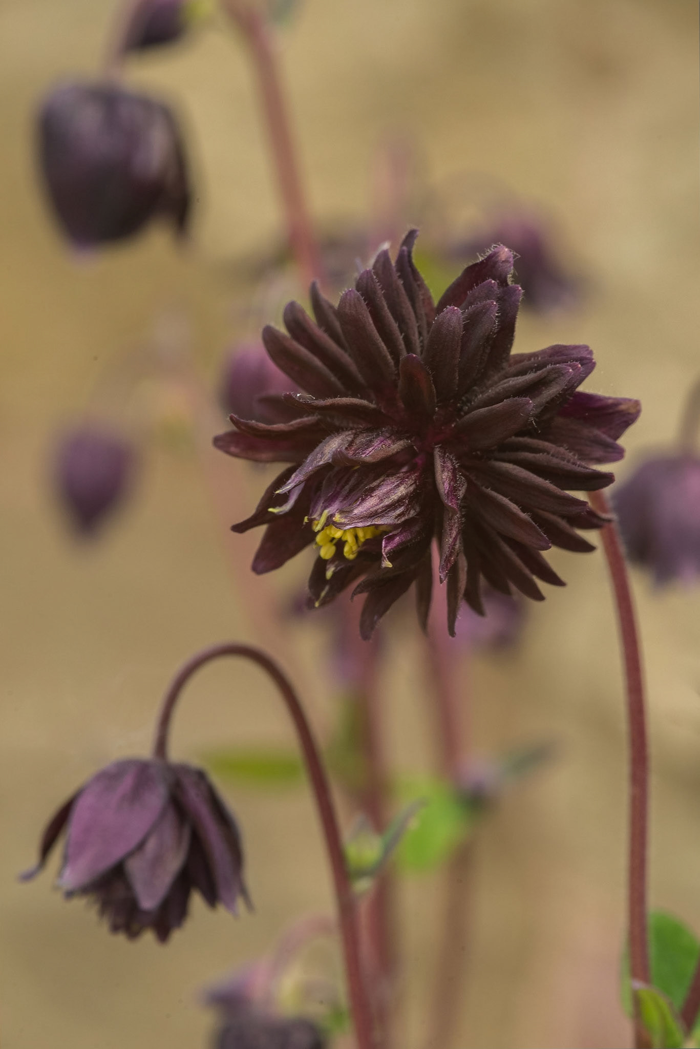 Burgundy Aquilegia