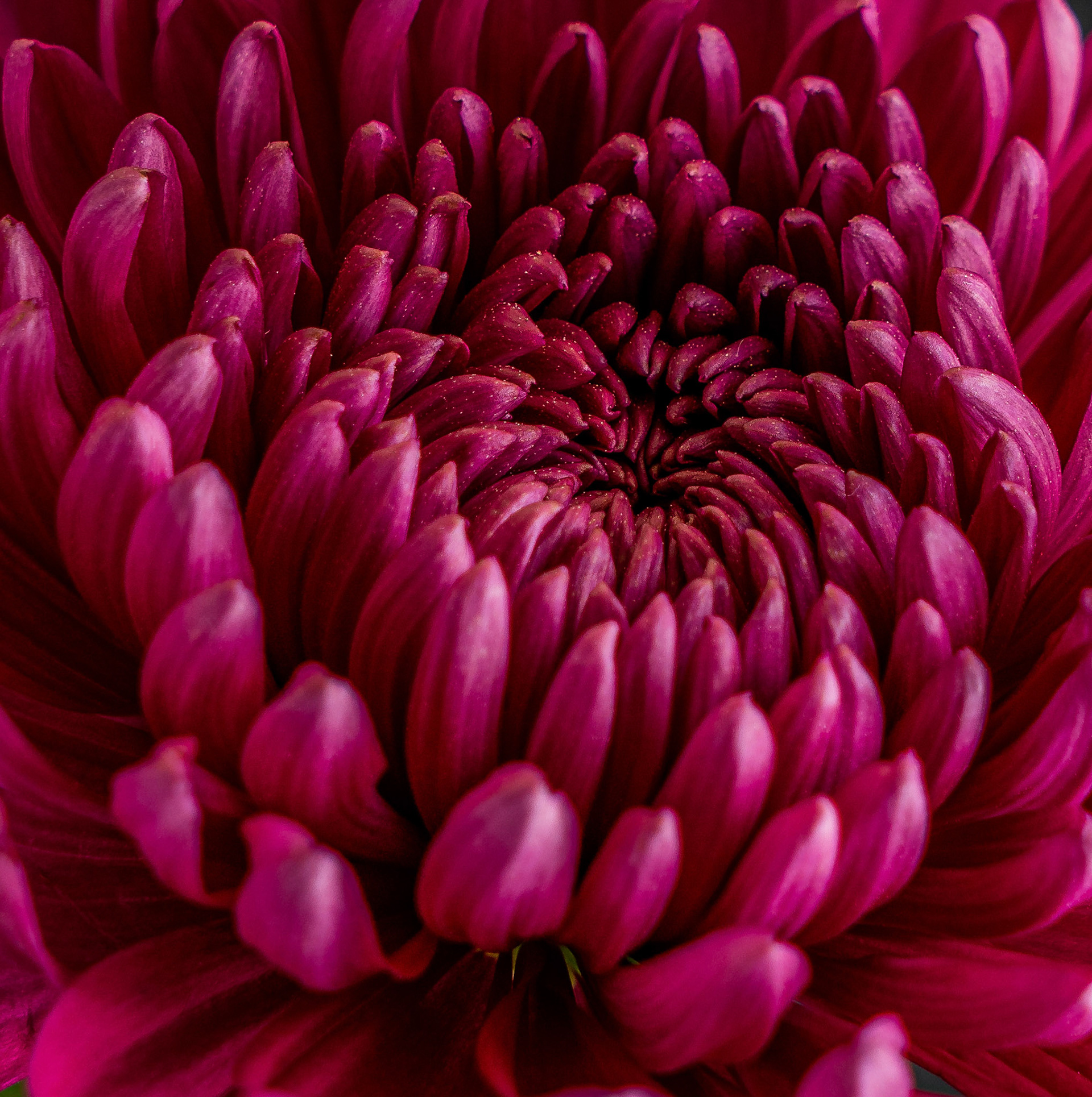 Red Chrysanthemum