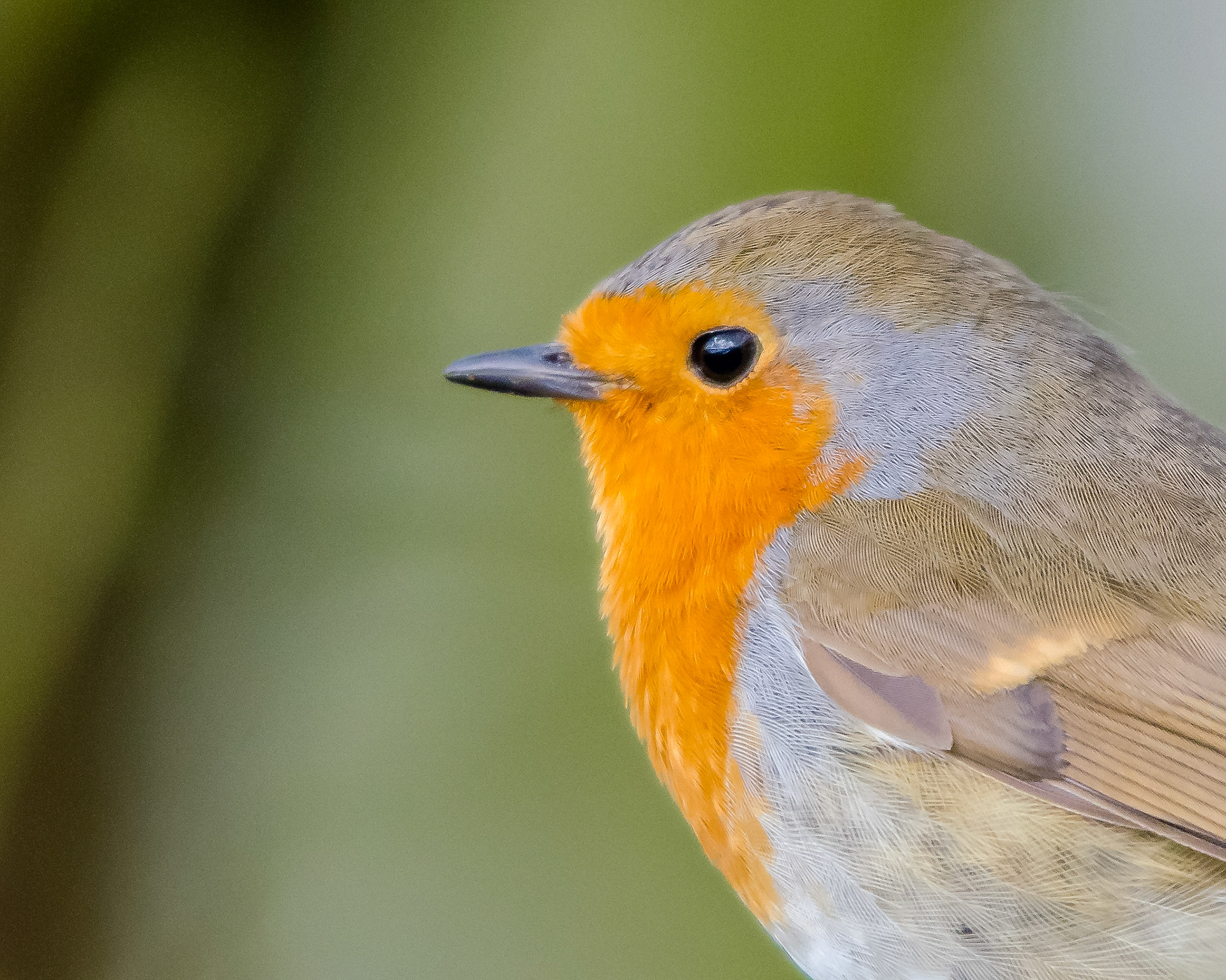 Robin