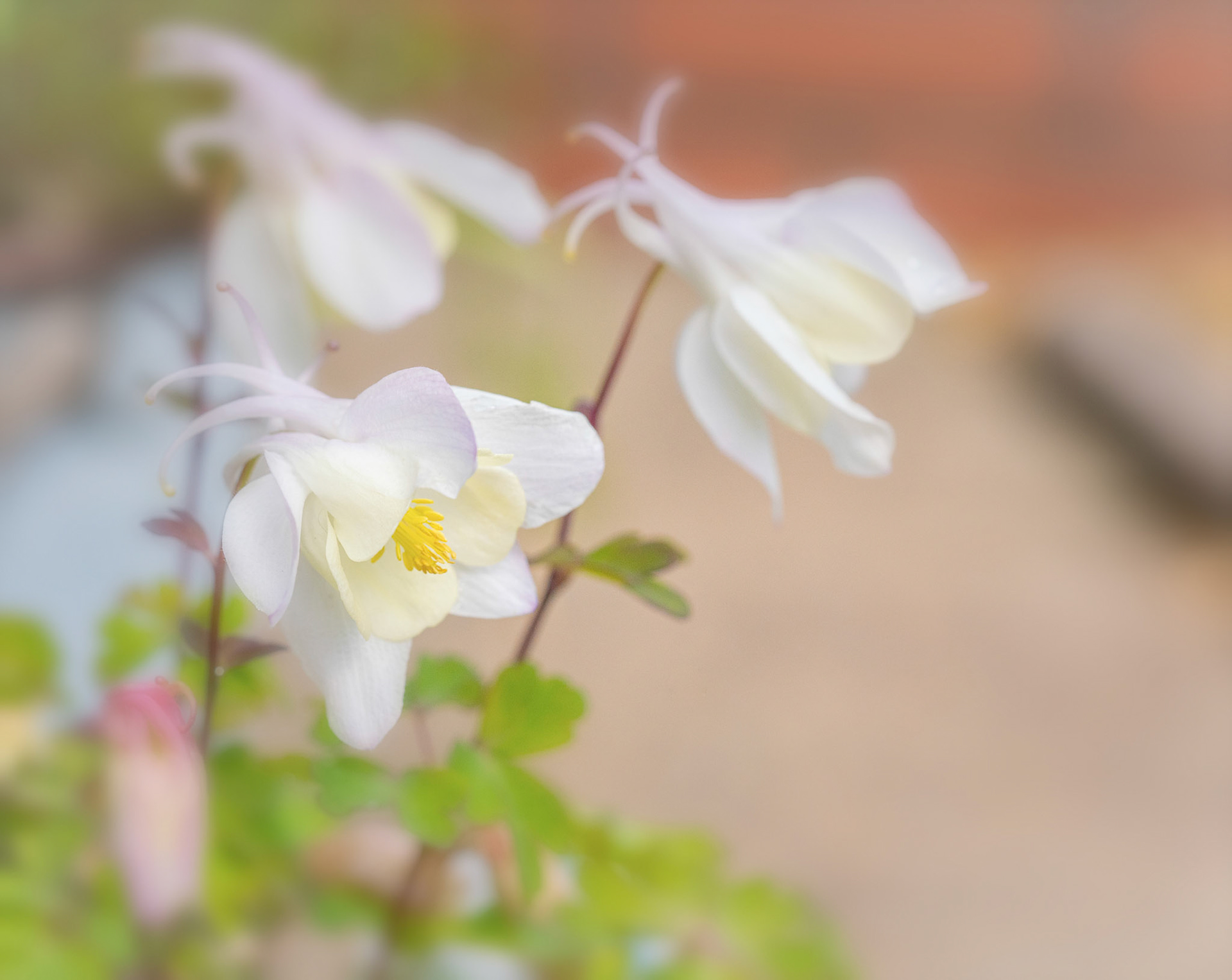 Aquilegia