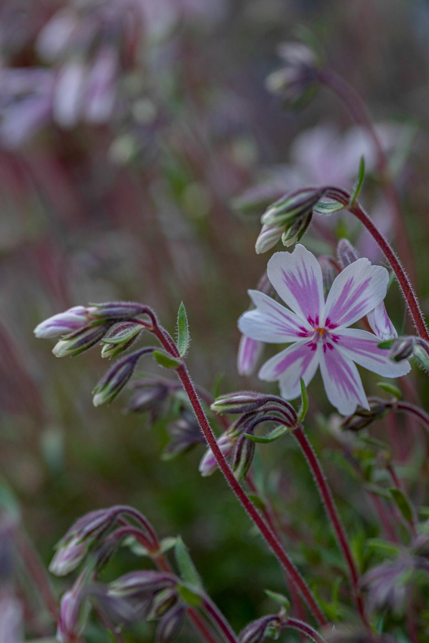 Phlox