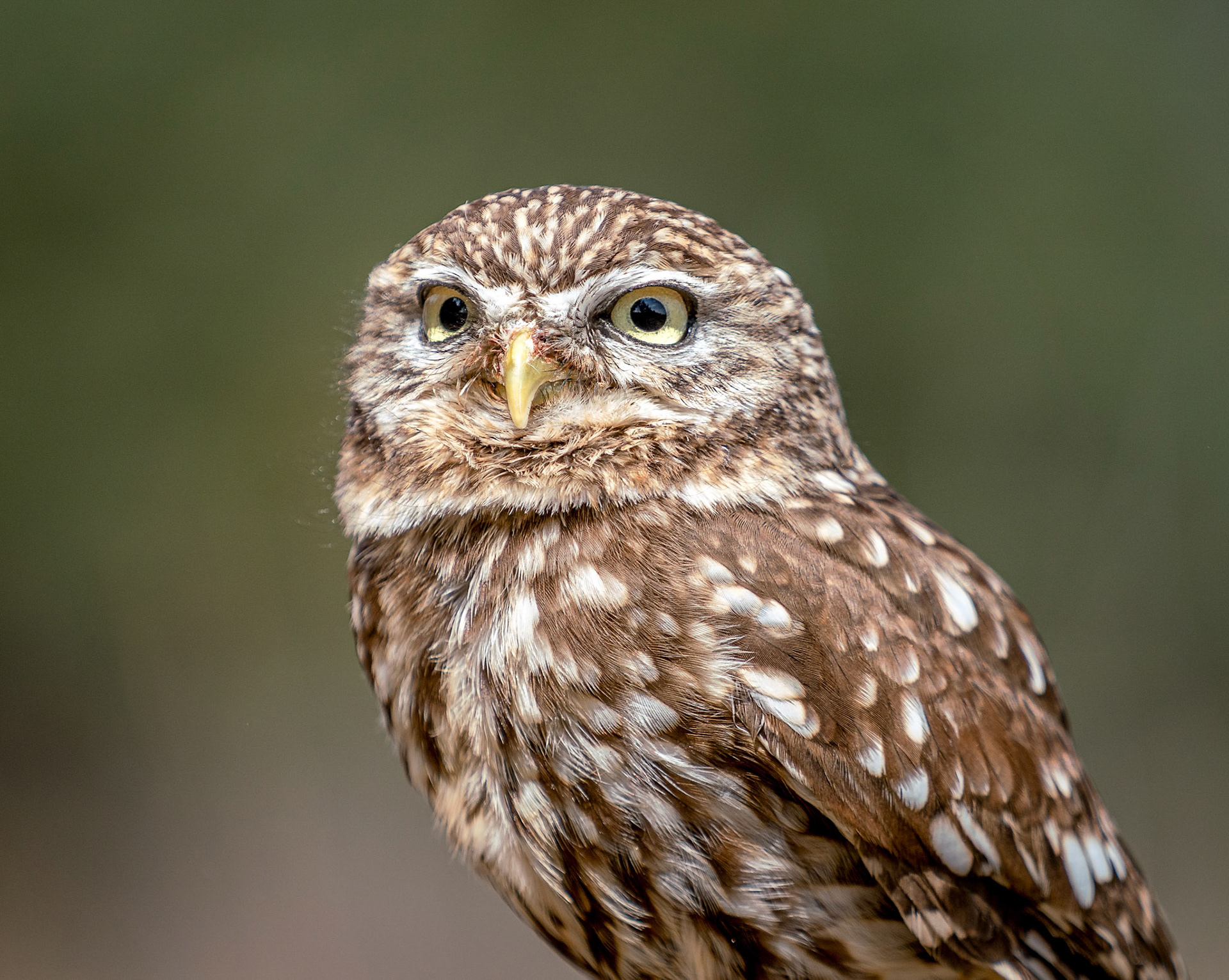 Little Owl