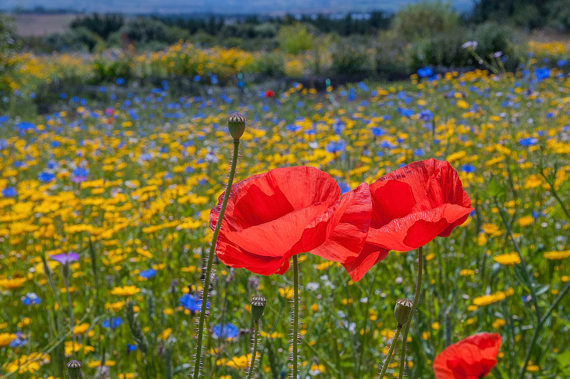 Wild Flowers