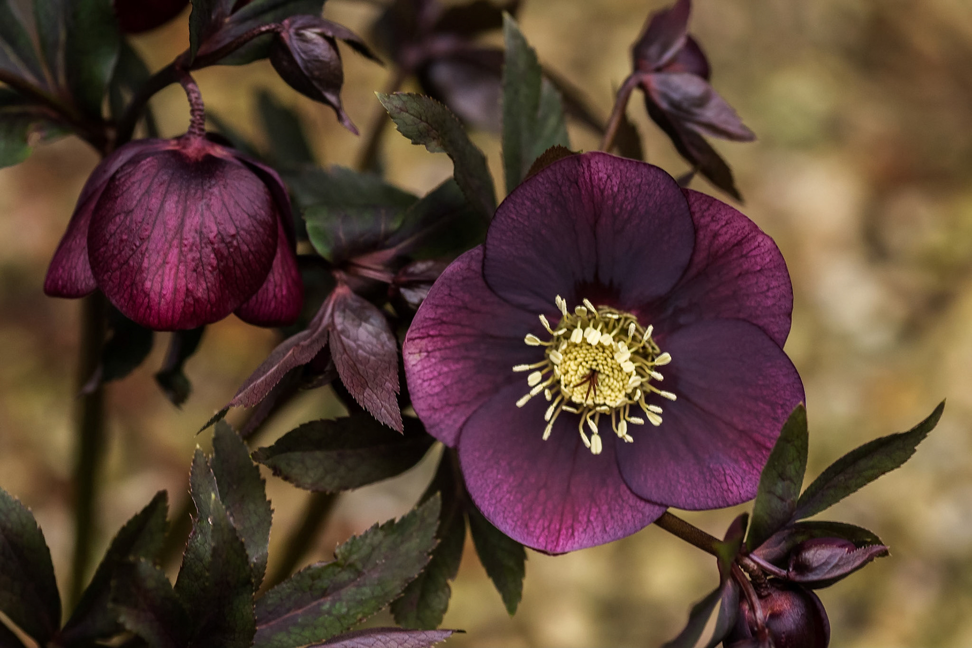 Hellebore
