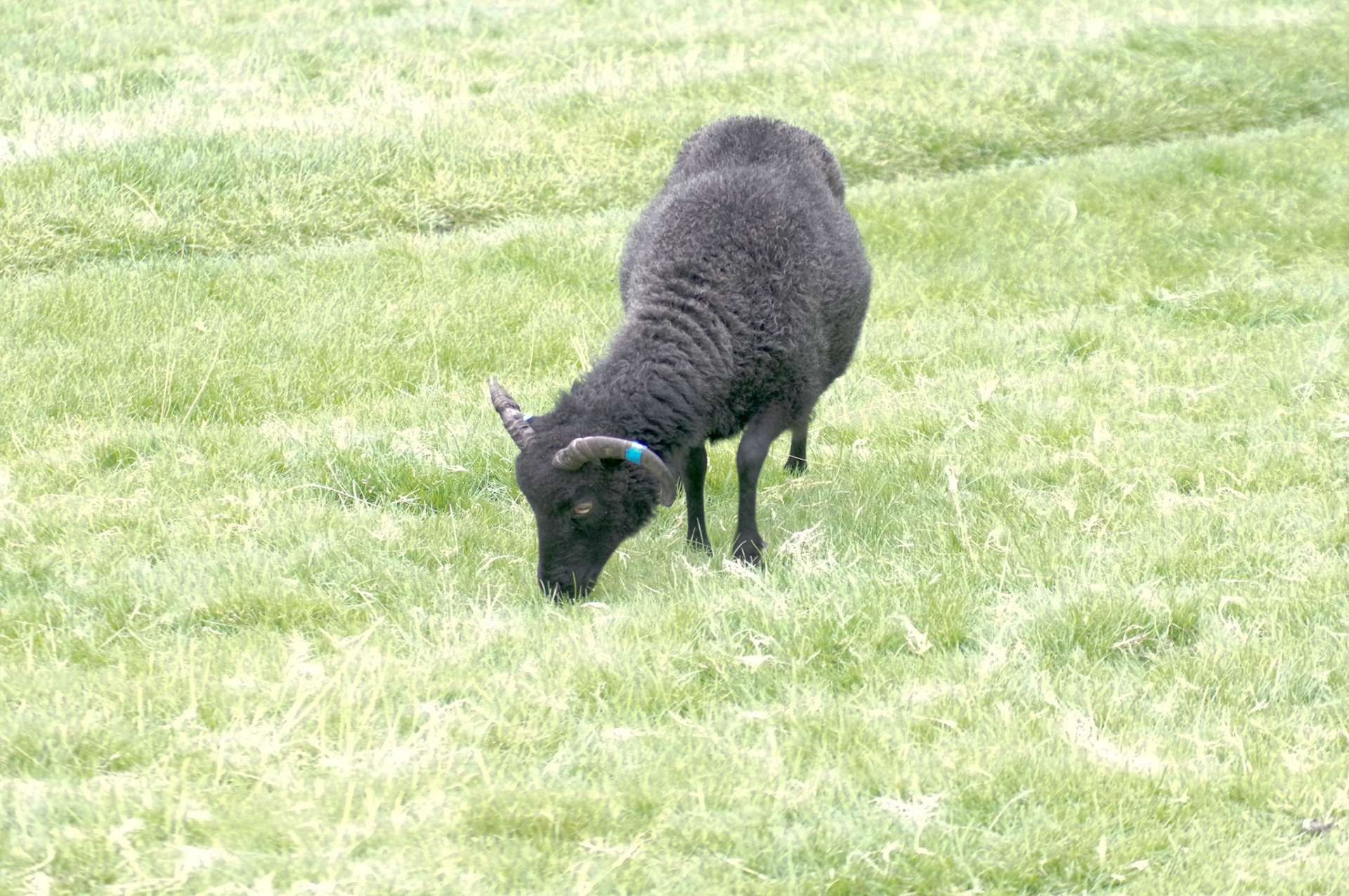Sheep