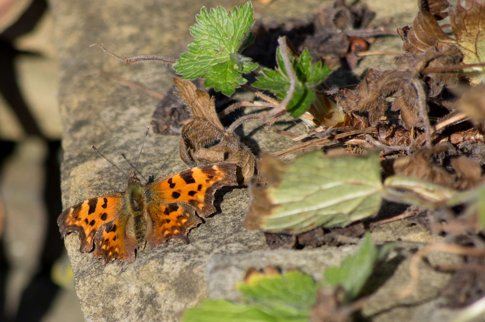 Comma Butterfly