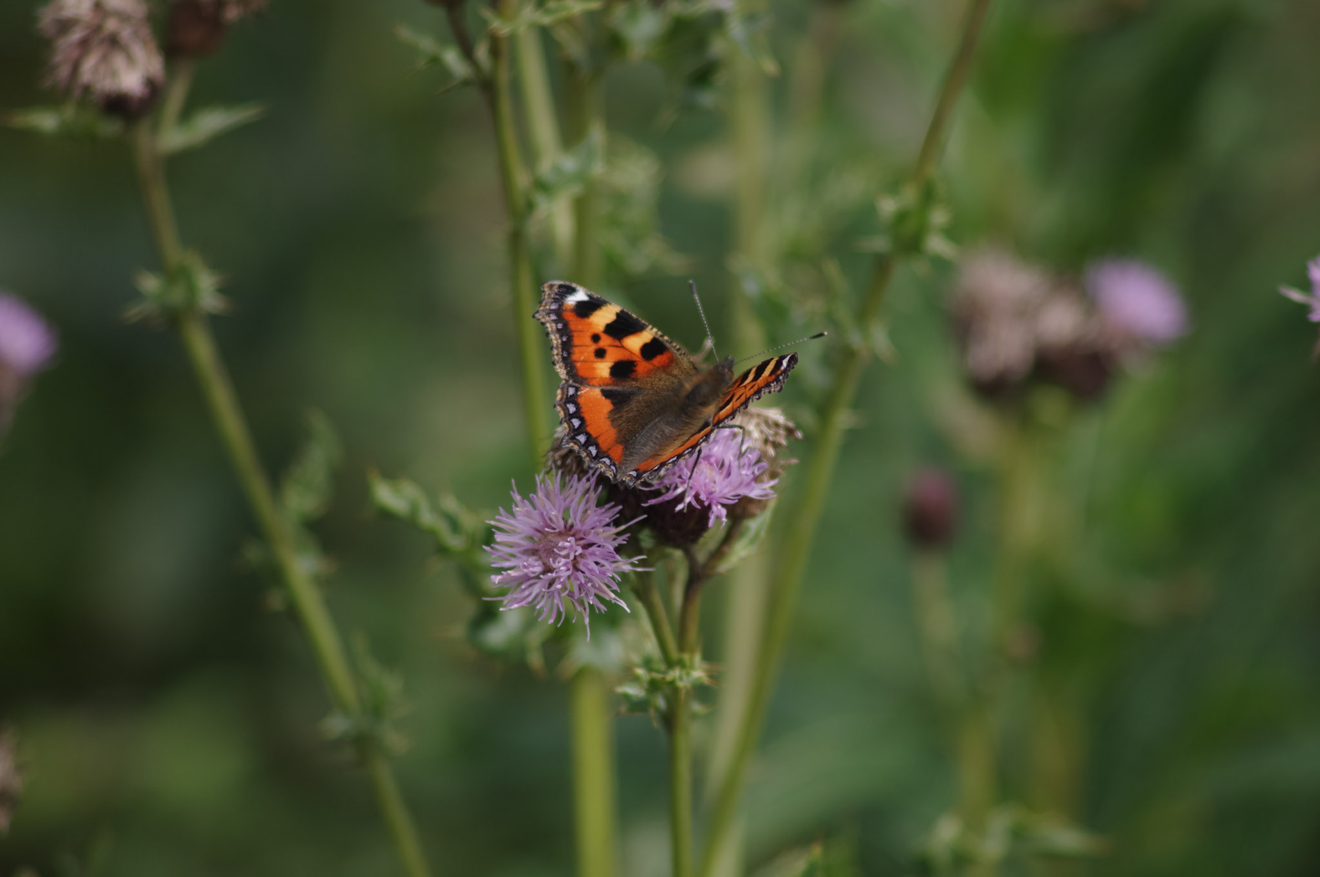 Small Tortoiseshell